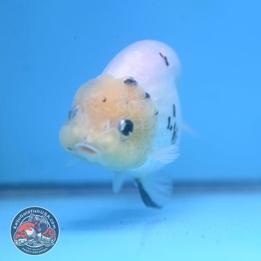 White Tiger Ranchu 4 inch Body (260227_RC06)