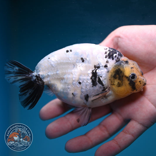 White Tiger Ranchu inch Body (260911_RC04)