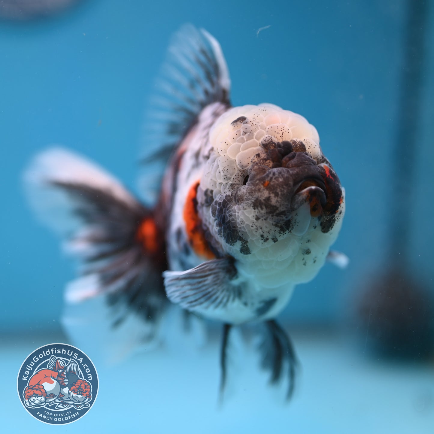 White Tiger Rose Tail Oranda 4 inch Body (260116_OR04)