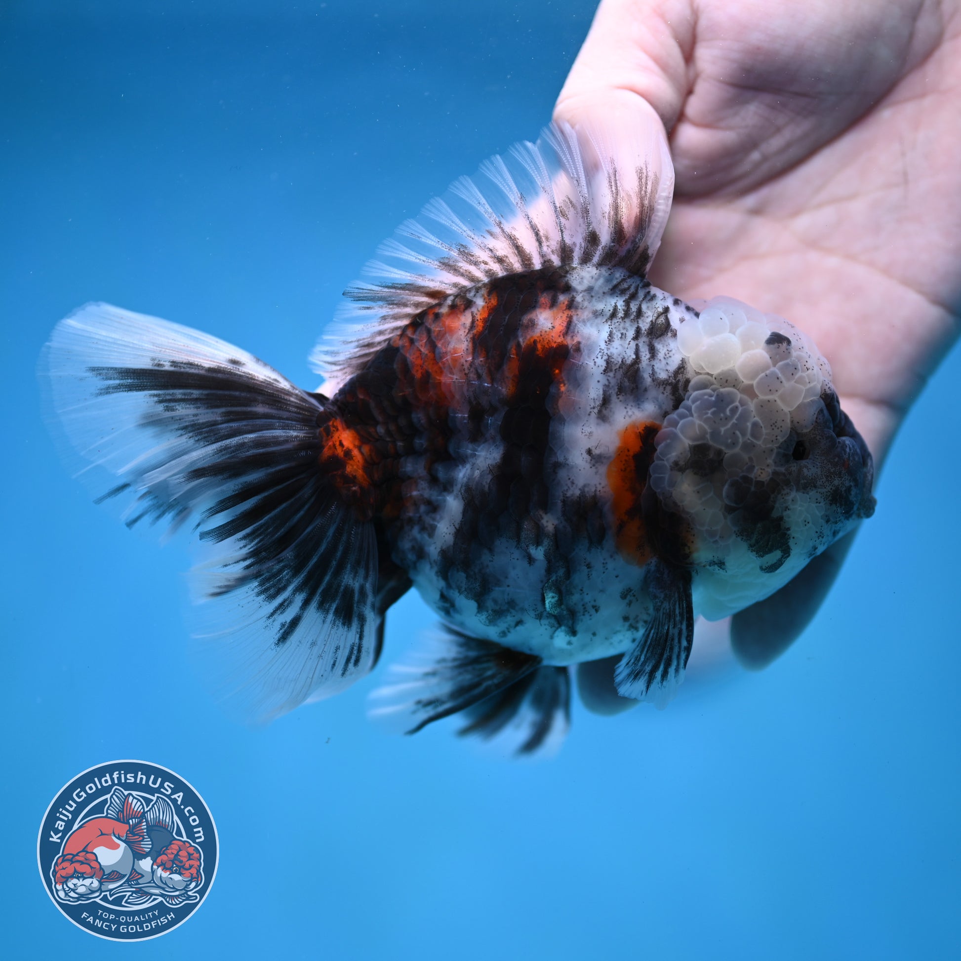 White Tiger Rose Tail Oranda 4 inch Body (260116_OR04)
