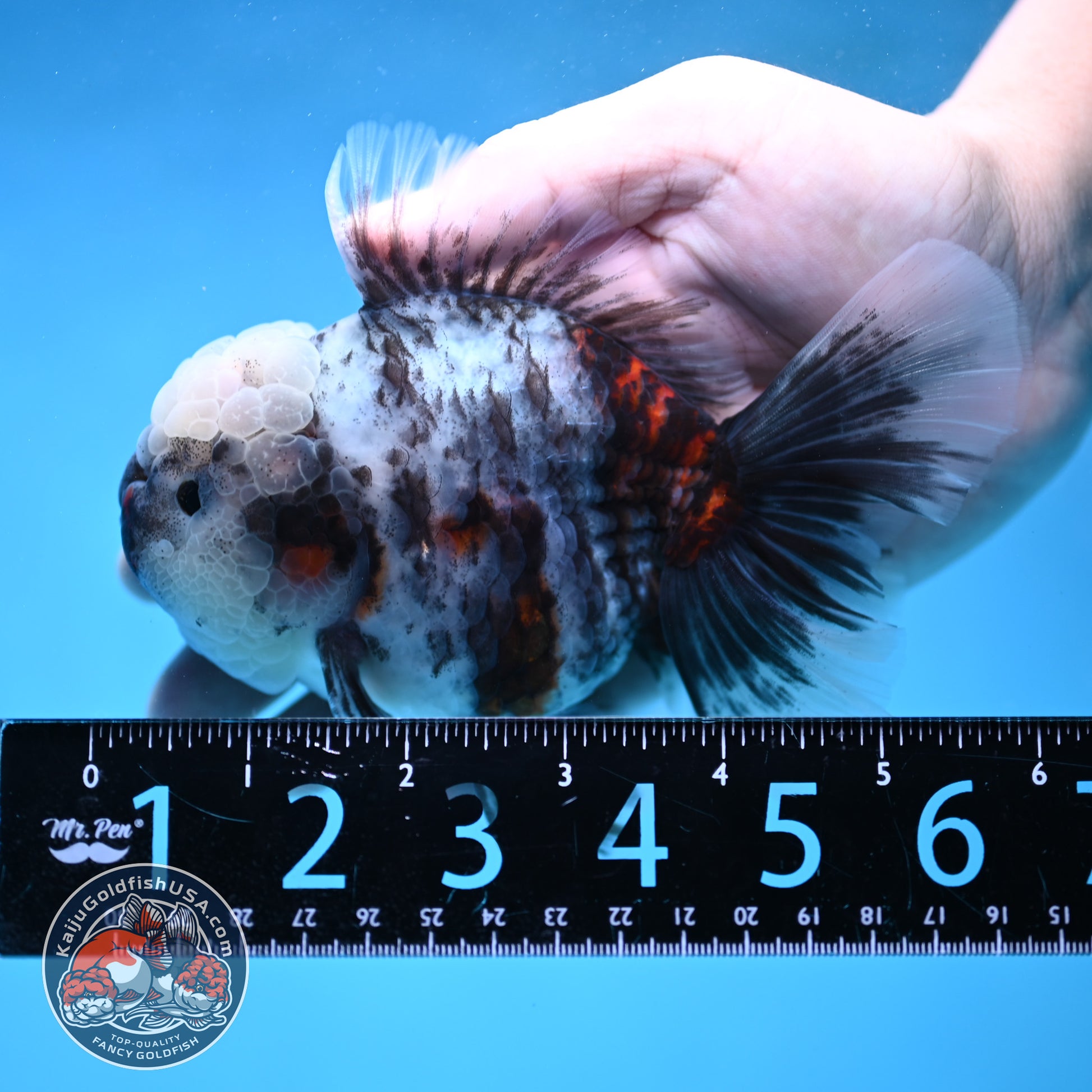 White Tiger Rose Tail Oranda 4 inch Body (260116_OR04)
