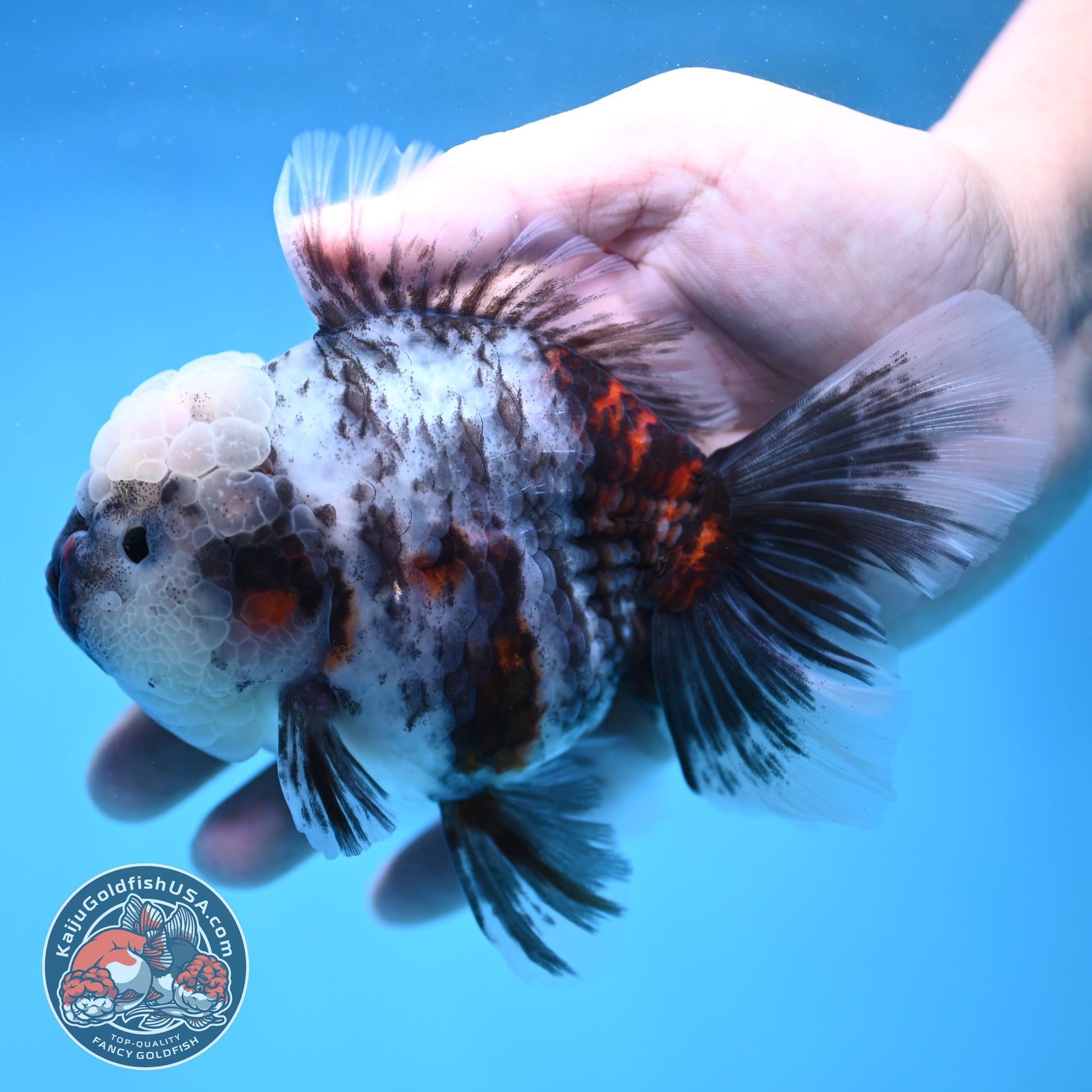 White Tiger Rose Tail Oranda 4 inch Body (260116_OR04)