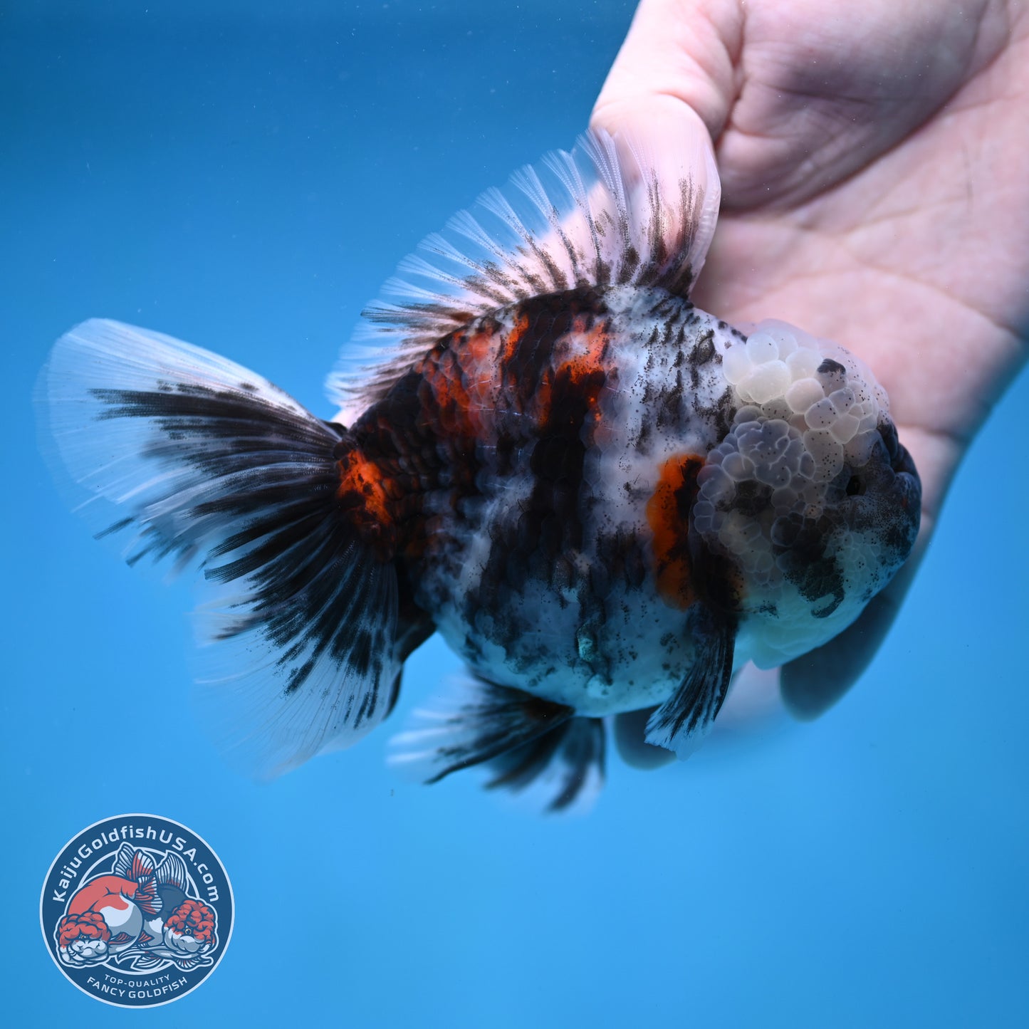 White Tiger Rose Tail Oranda 4 inch Body (260116_OR04)