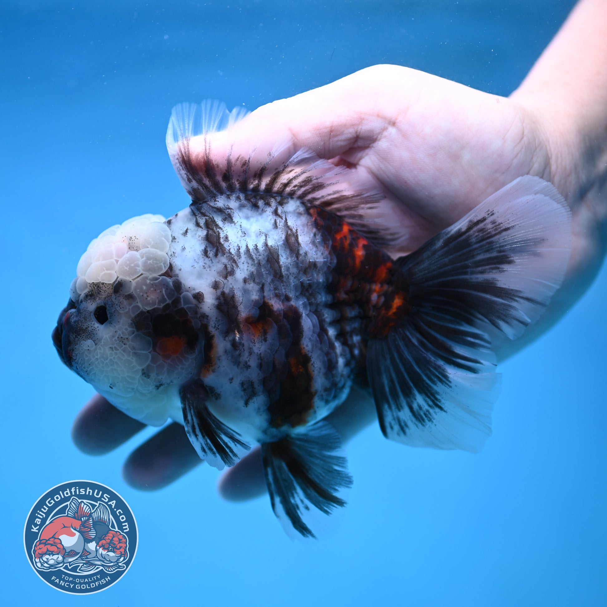 White Tiger Rose Tail Oranda 4 inch Body (260116_OR04)