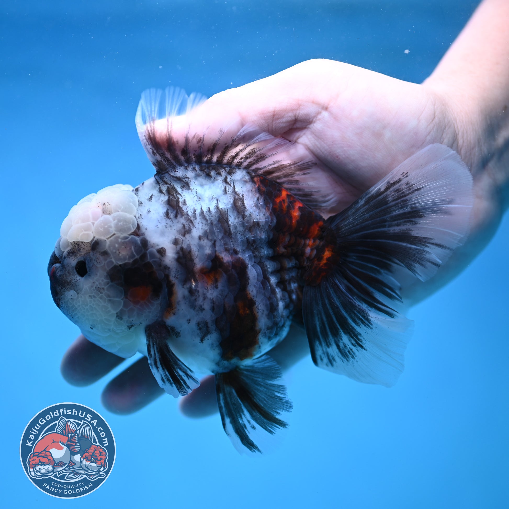 White Tiger Rose Tail Oranda 4 inch Body (260116_OR04)