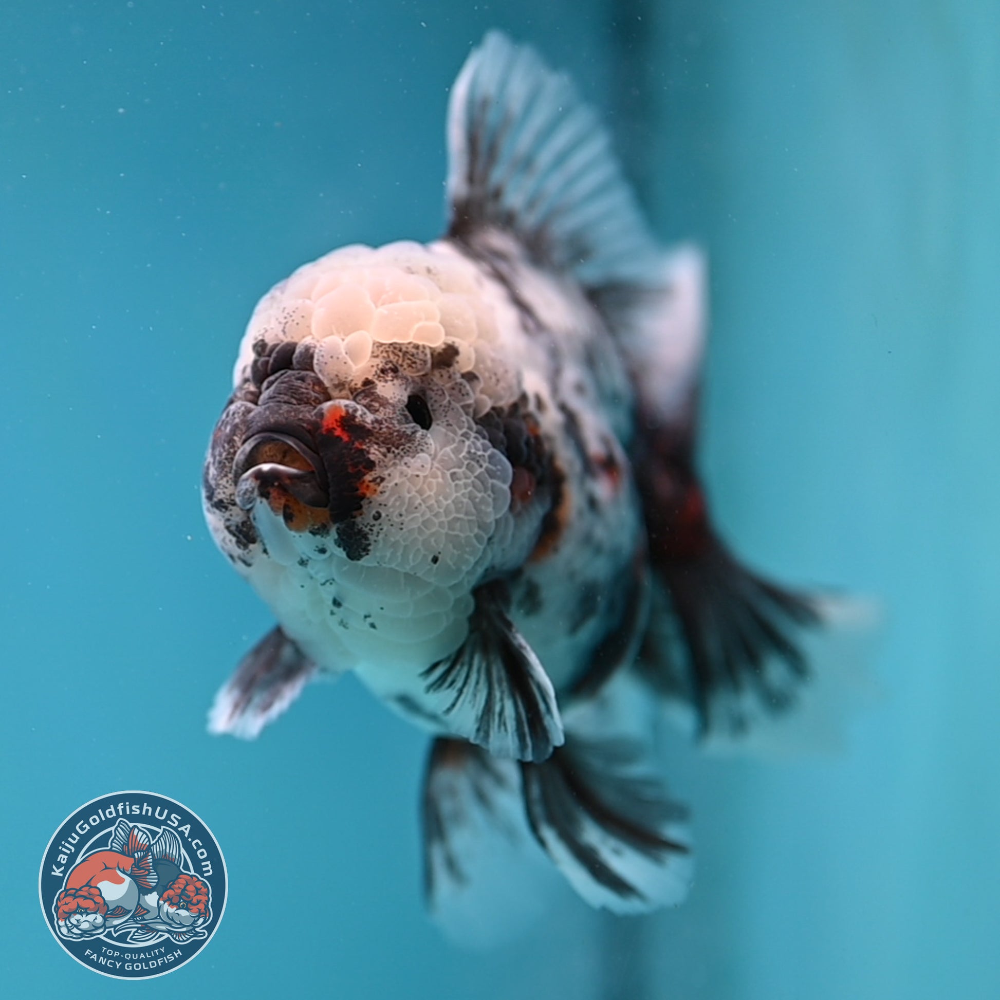 White Tiger Rose Tail Oranda 4 inch Body (260116_OR04)