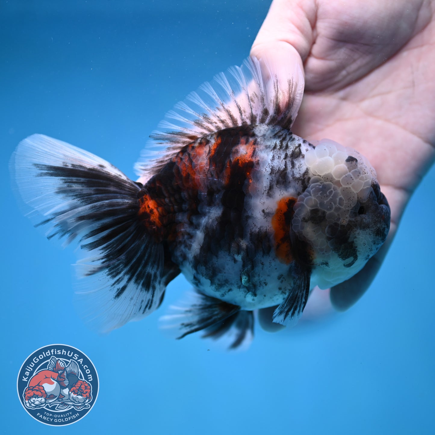 White Tiger Rose Tail Oranda 4 inch Body (260116_OR04)