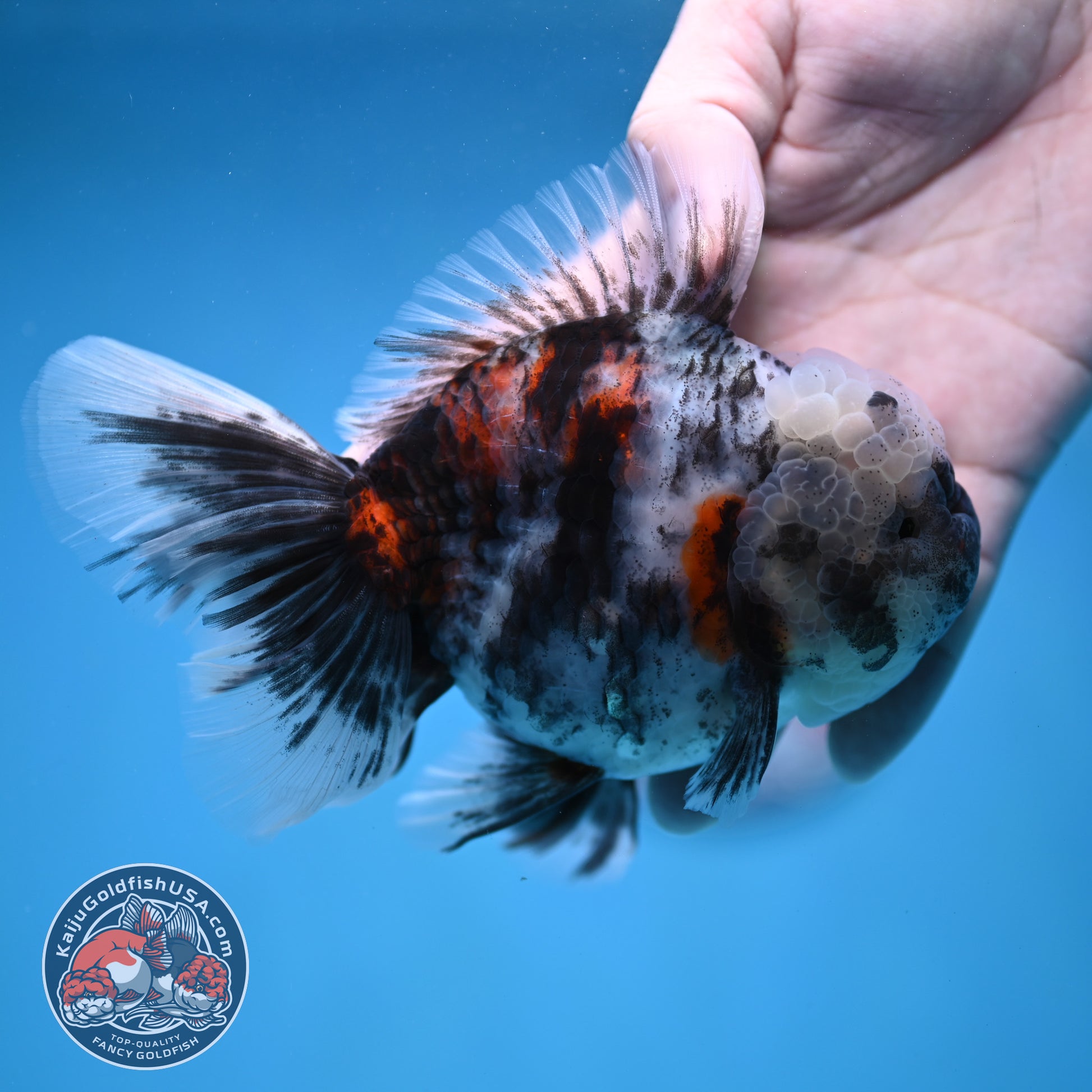 White Tiger Rose Tail Oranda 4 inch Body (260116_OR04)