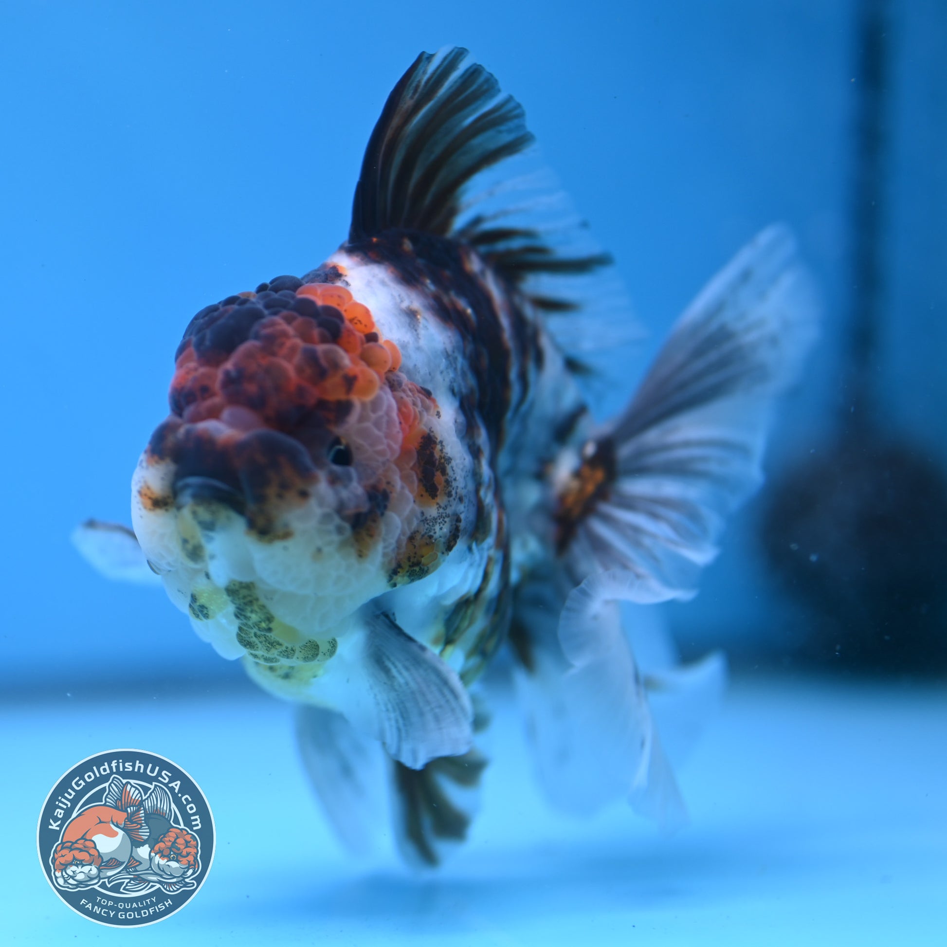 White Tiger Rosetail Oranda 3.5 inch Body (251114_OR06)