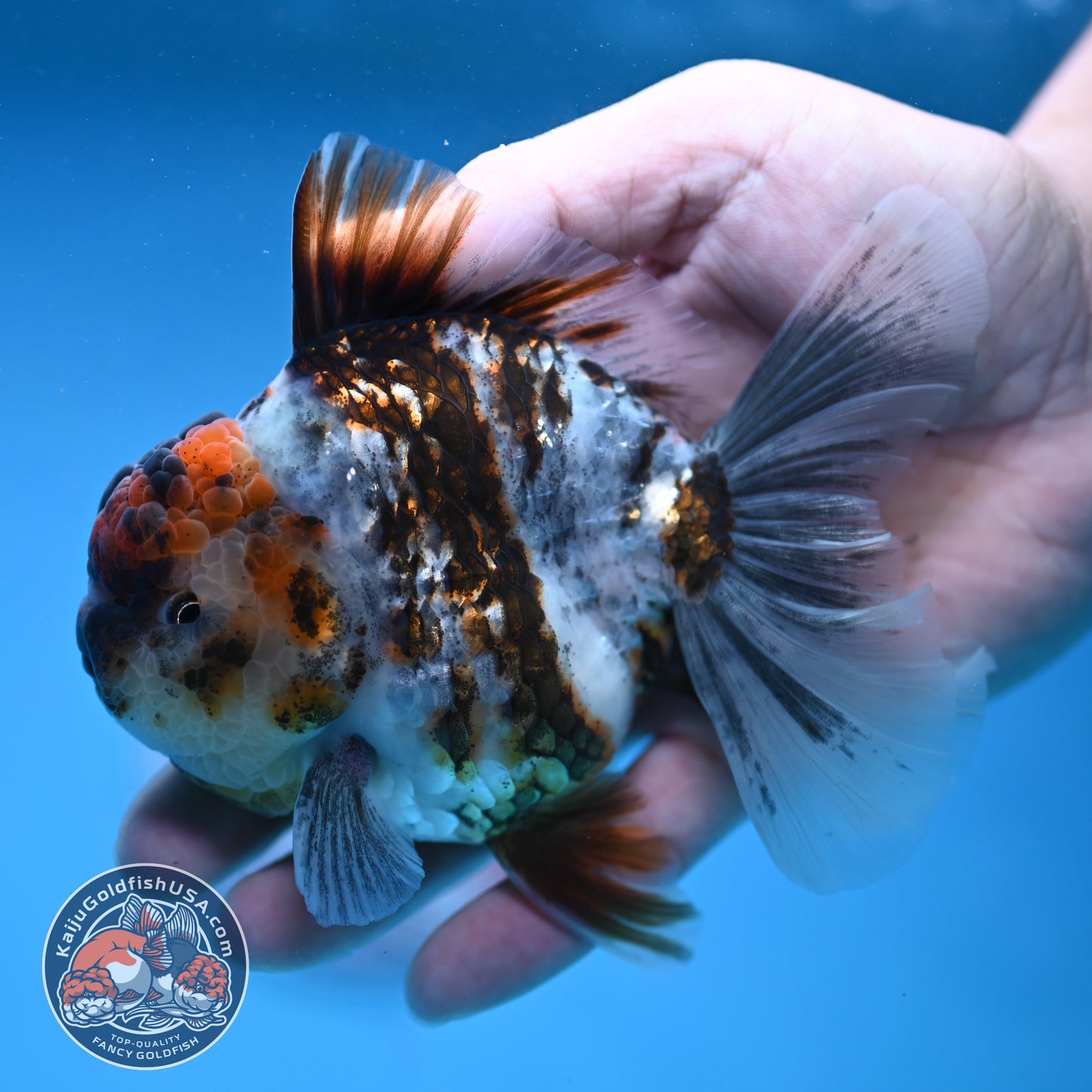 White Tiger Rosetail Oranda 3.5 inch Body (251114_OR06)