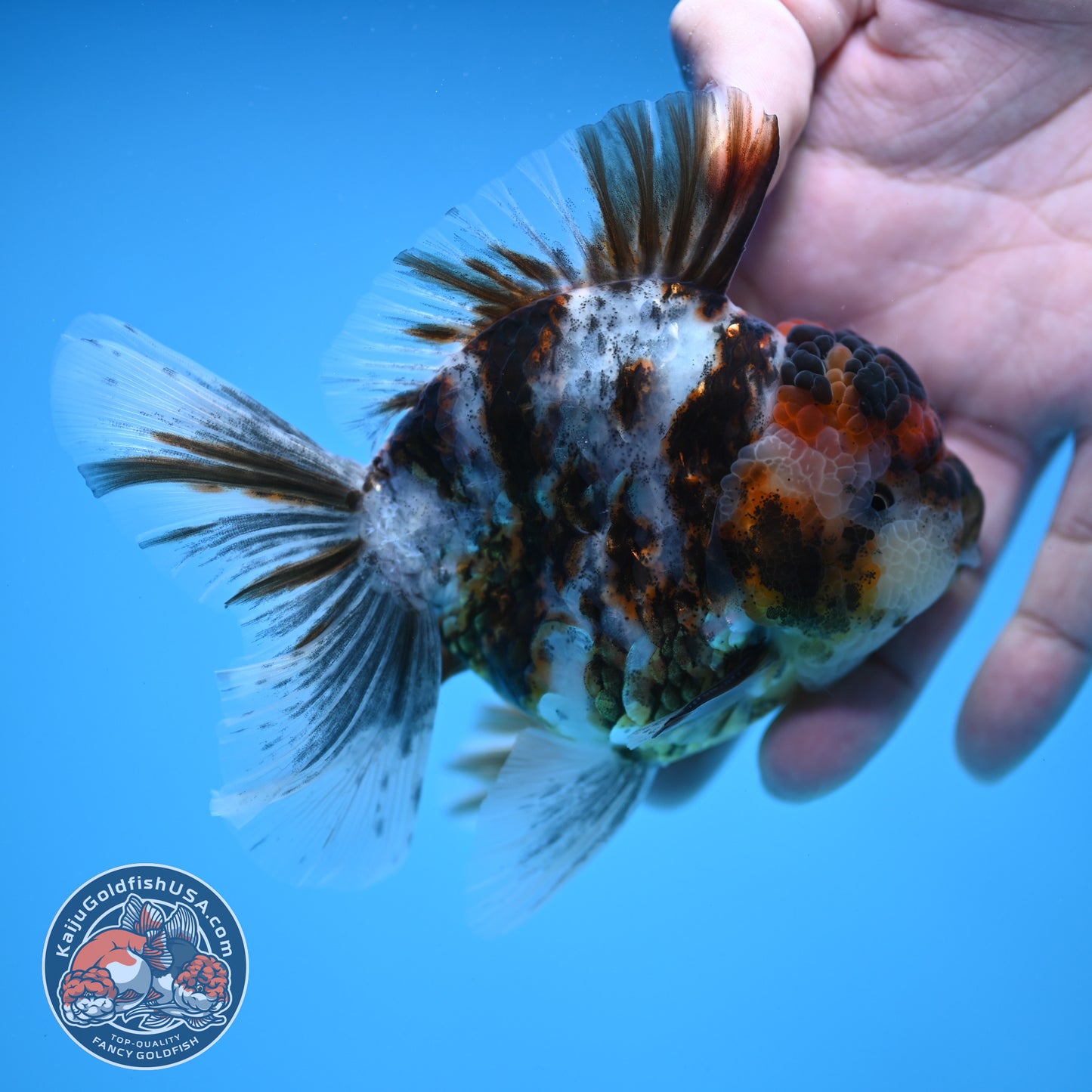 White Tiger Rosetail Oranda 3.5 inch Body (251114_OR06)