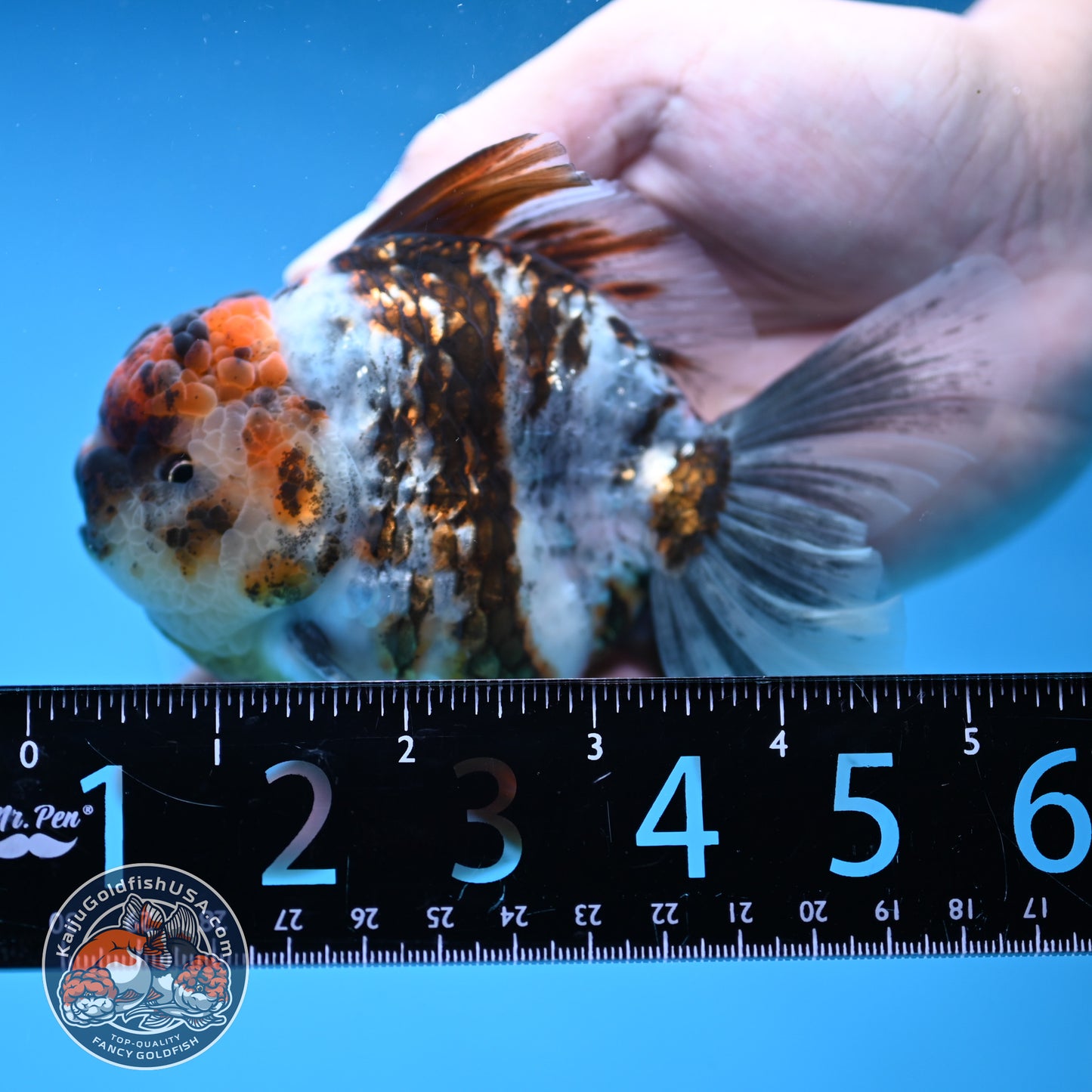 White Tiger Rosetail Oranda 3.5 inch Body (251114_OR06)