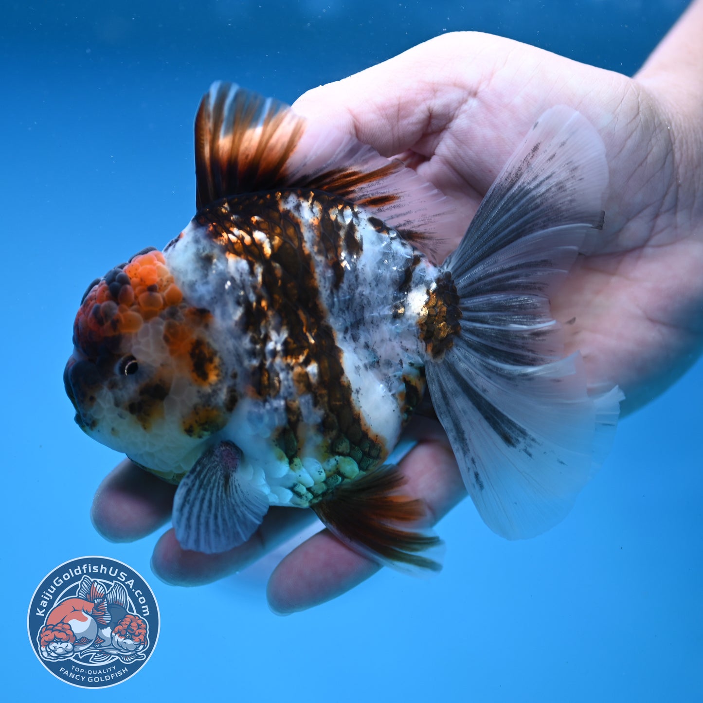 White Tiger Rosetail Oranda 3.5 inch Body (251114_OR06)