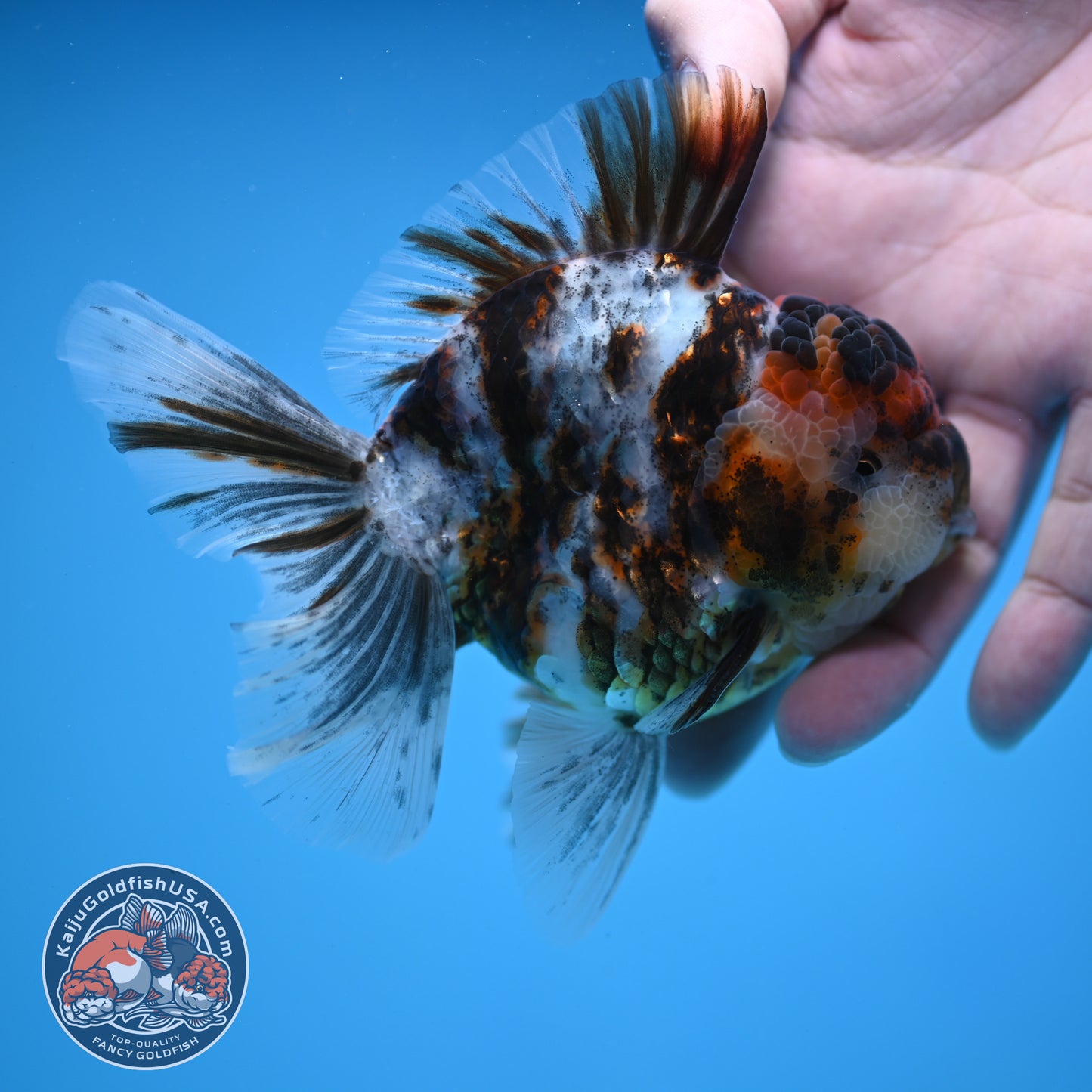 White Tiger Rosetail Oranda 3.5 inch Body (251114_OR06)