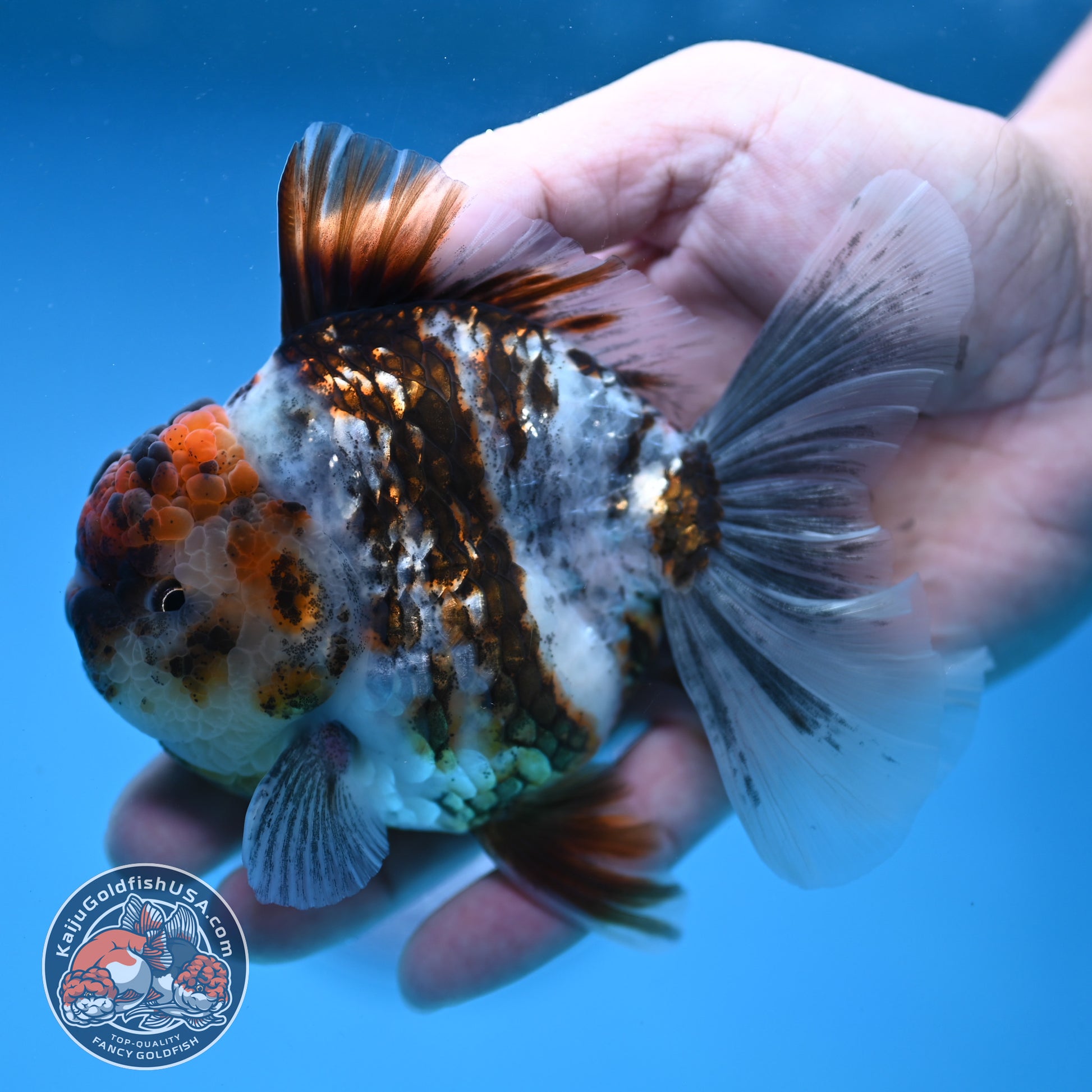 White Tiger Rosetail Oranda 3.5 inch Body (251114_OR06)