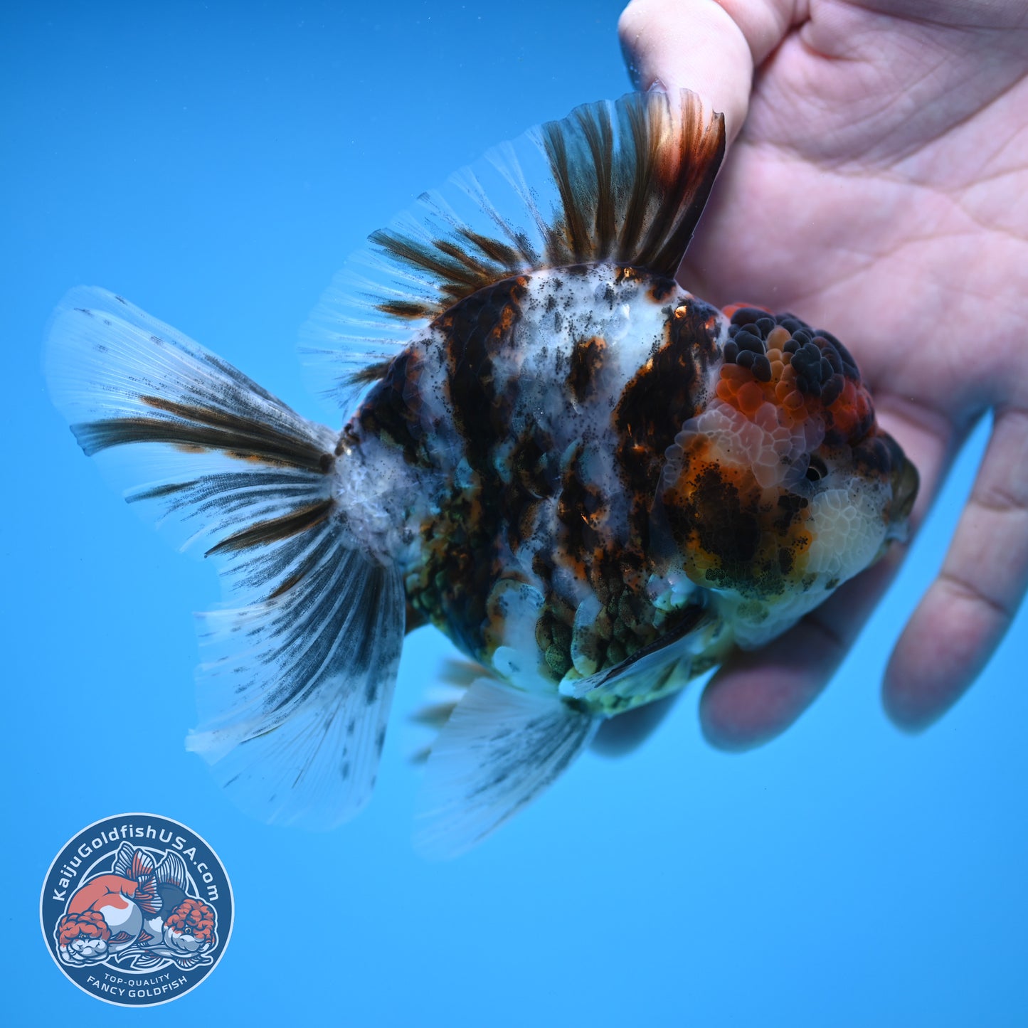 White Tiger Rosetail Oranda 3.5 inch Body (251114_OR06)