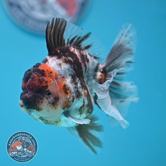 White Tiger Rosetail Oranda 3.5 inch Body (251114_OR06)