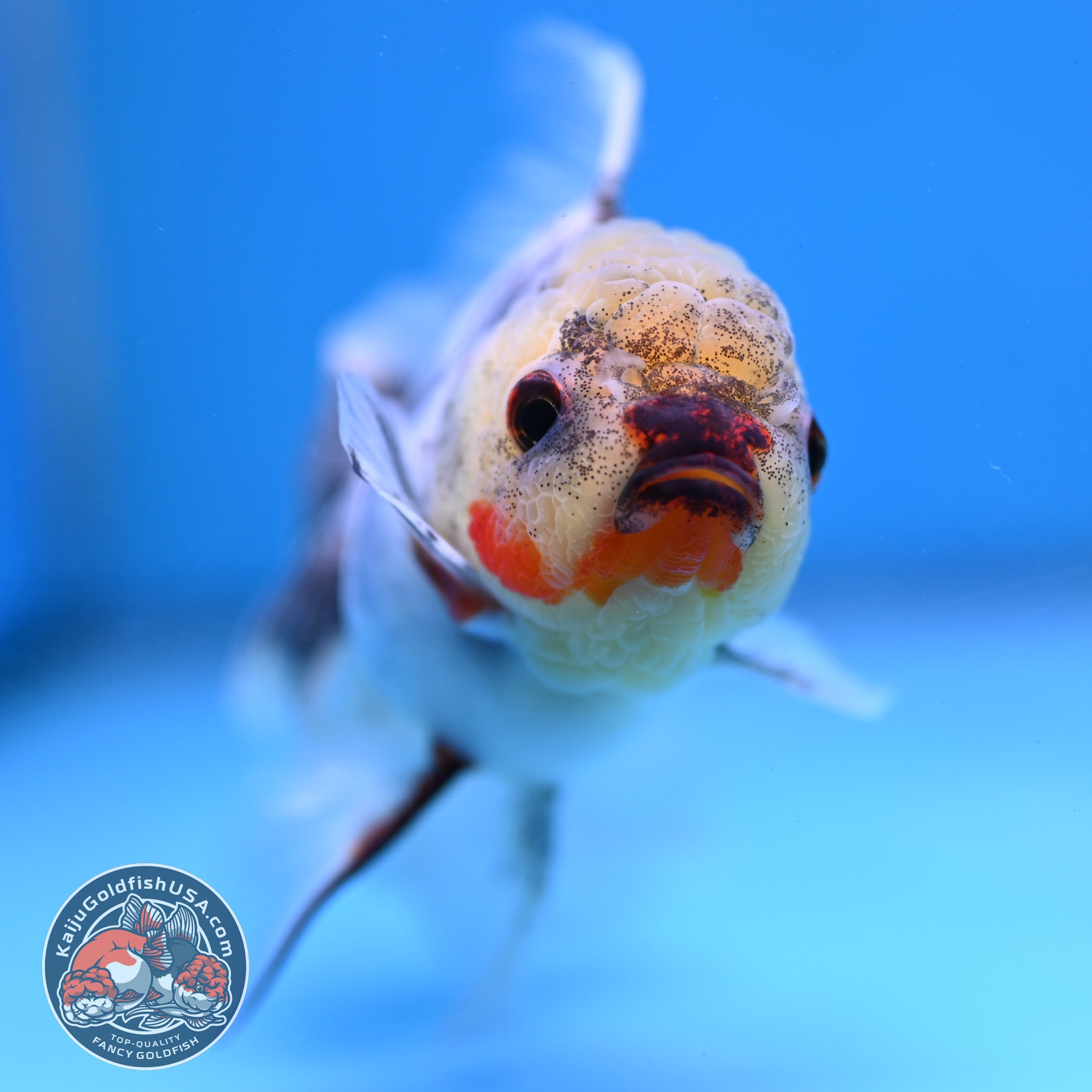 White Tiger Rosetail Oranda 3.5 inch Body (260130_OR15) – Kaiju ...