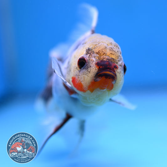 White Tiger Rosetail Oranda 3.5 inch Body (260130_OR15)