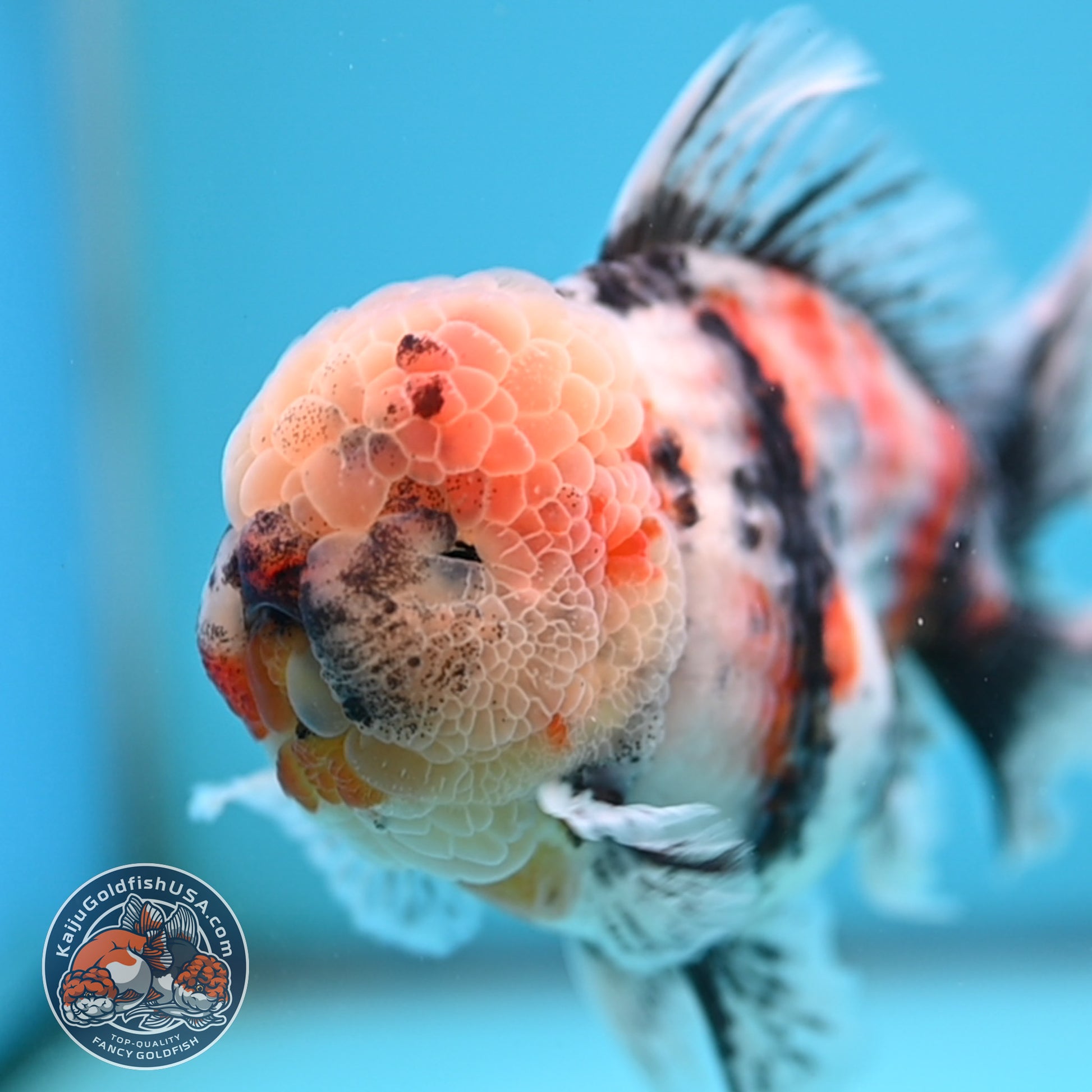 White Tiger Rosetail Oranda 4.5 inch Body (251017_OR04)
