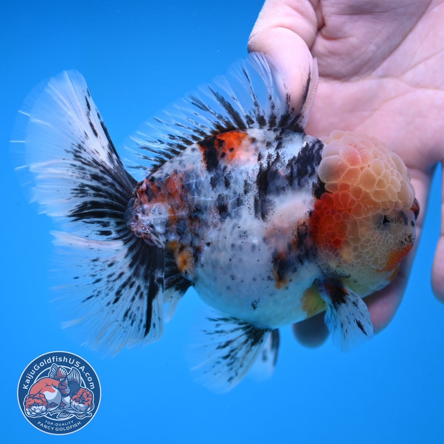 White Tiger Rosetail Oranda 4.5 inch Body (251017_OR04)