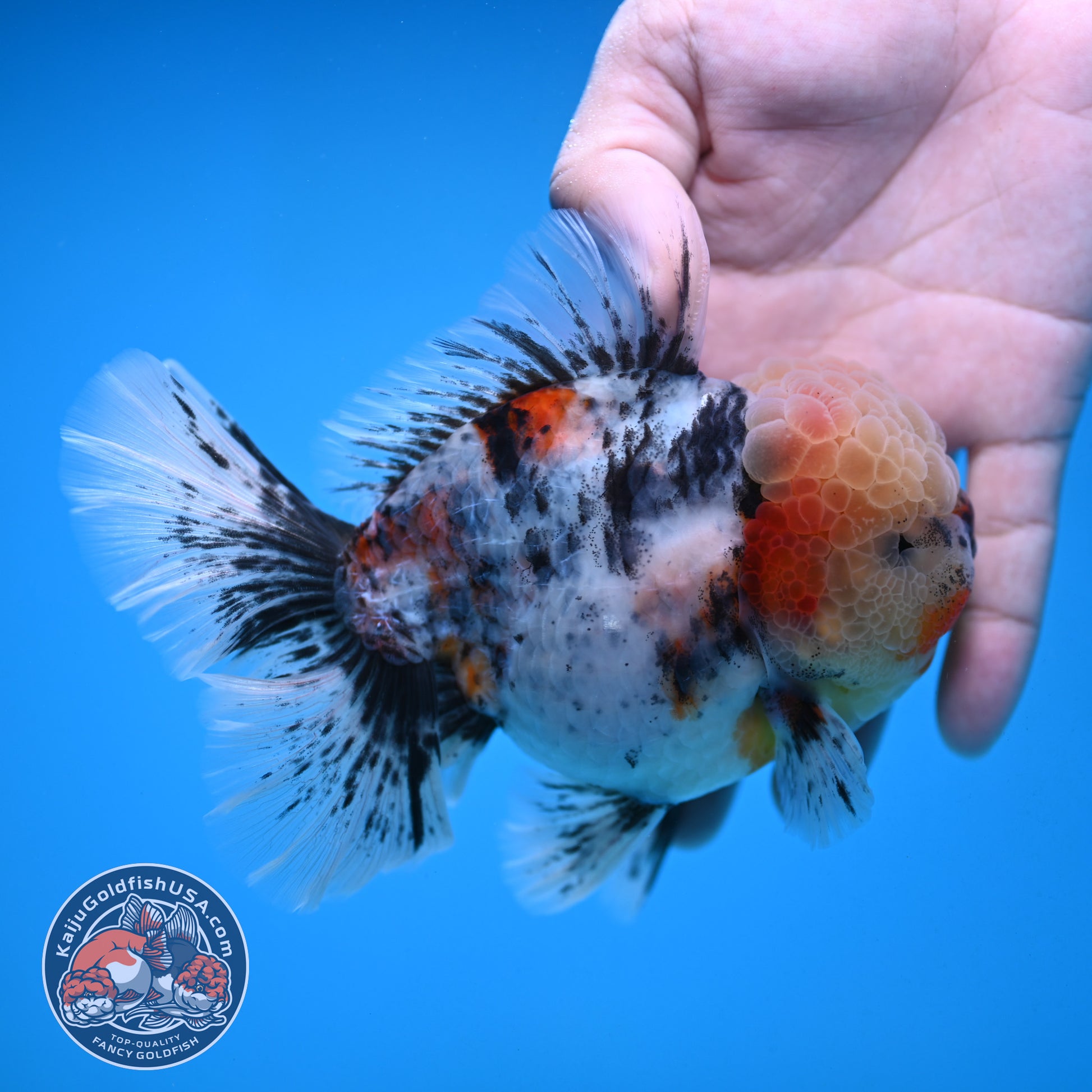 White Tiger Rosetail Oranda 4.5 inch Body (251017_OR04)
