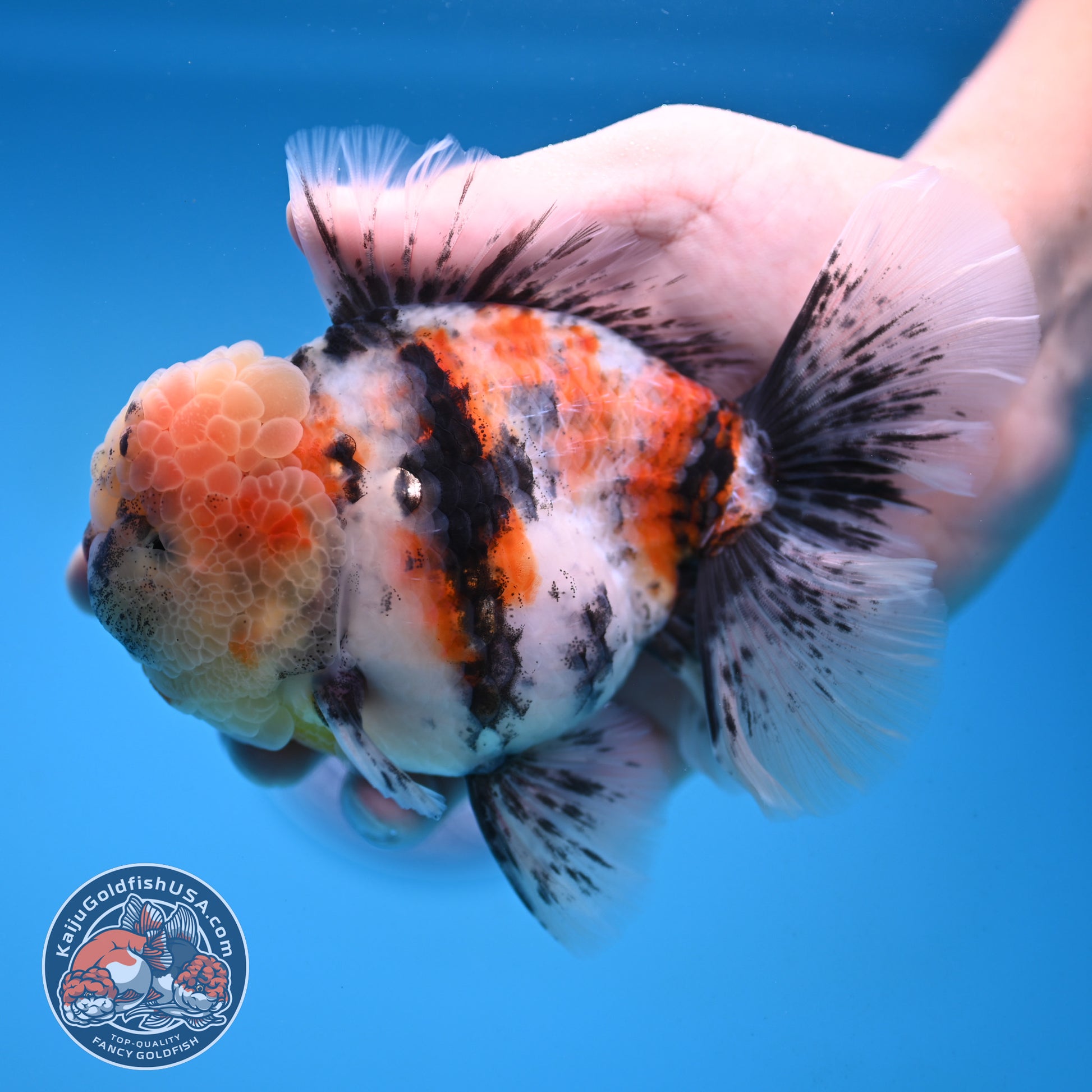 White Tiger Rosetail Oranda 4.5 inch Body (251017_OR04)