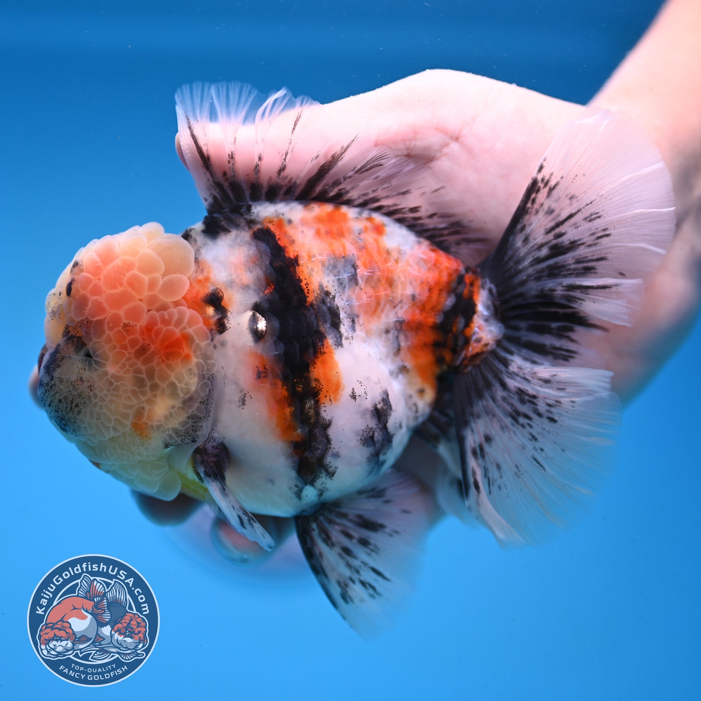 White Tiger Rosetail Oranda 4.5 inch Body (251017_OR04)