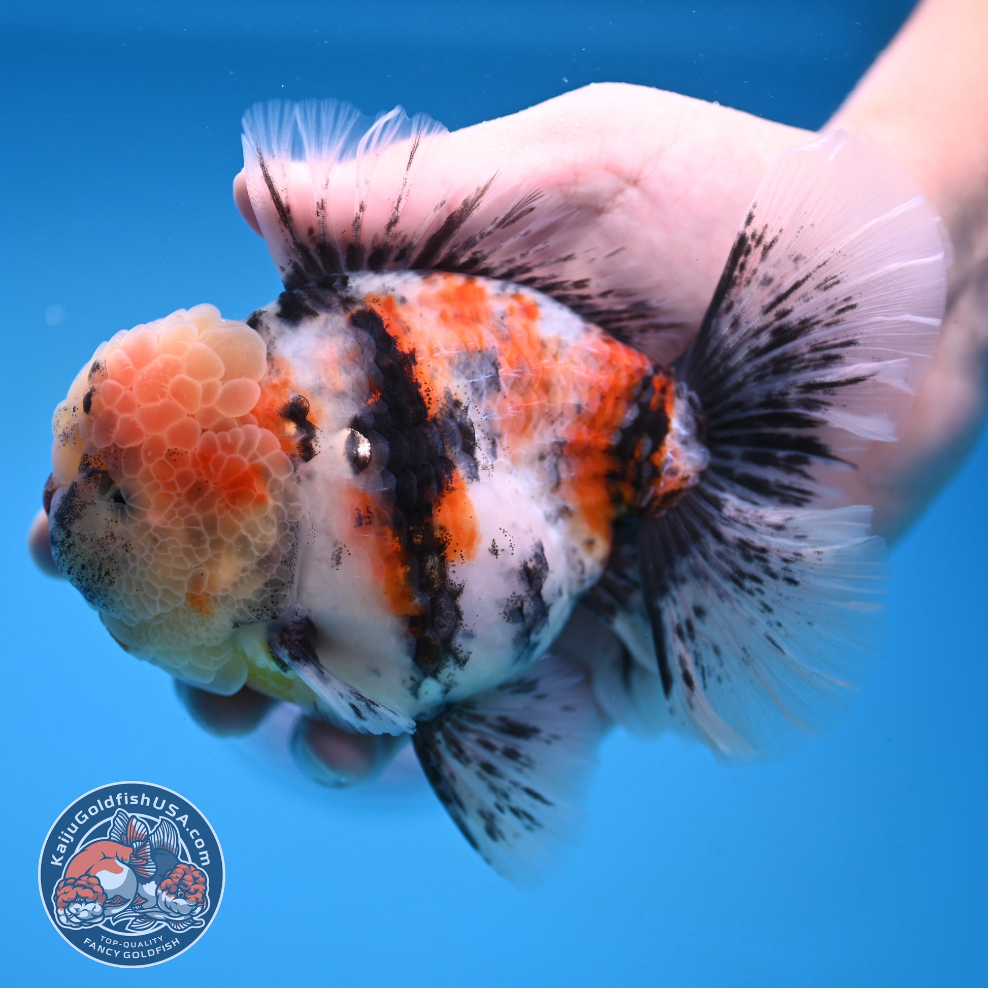 White Tiger Rosetail Oranda 4.5 inch Body (251017_OR04)