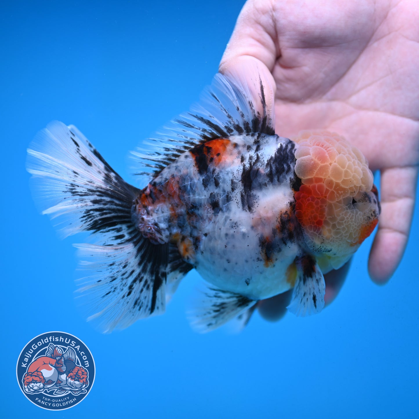 White Tiger Rosetail Oranda 4.5 inch Body (251017_OR04)