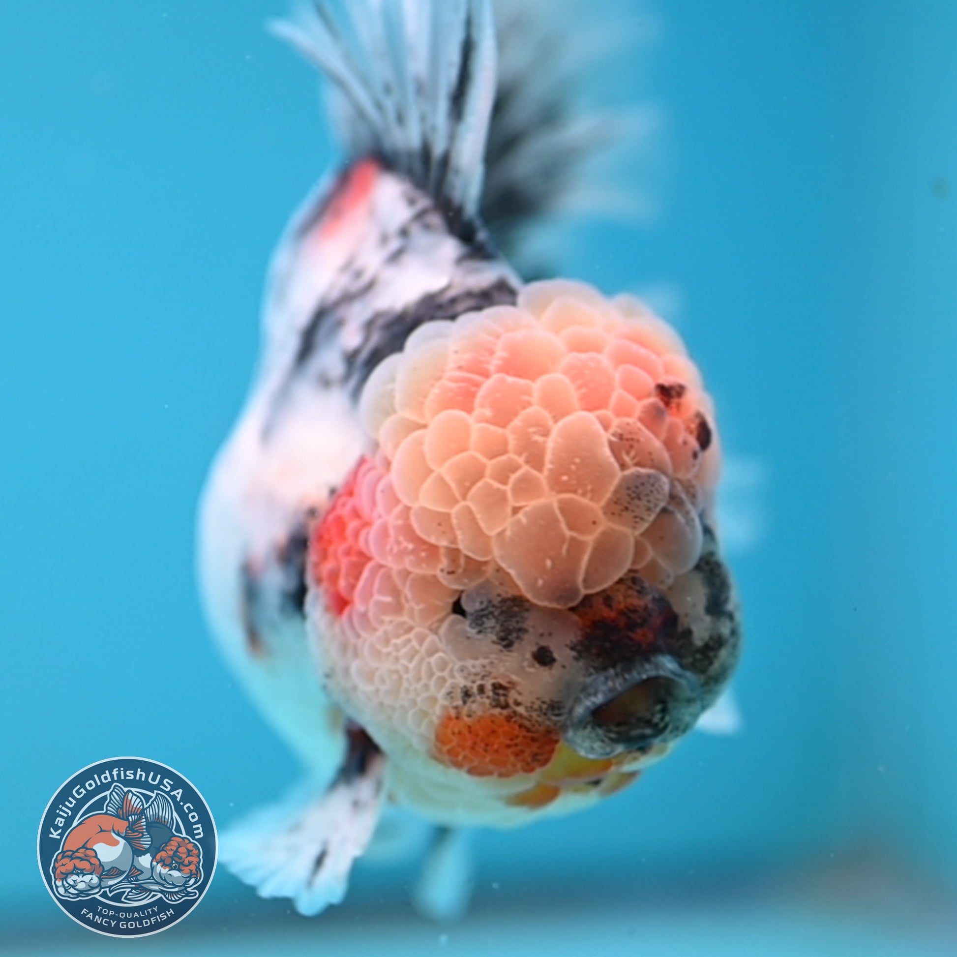 White Tiger Rosetail Oranda 4.5 inch Body (251017_OR04)
