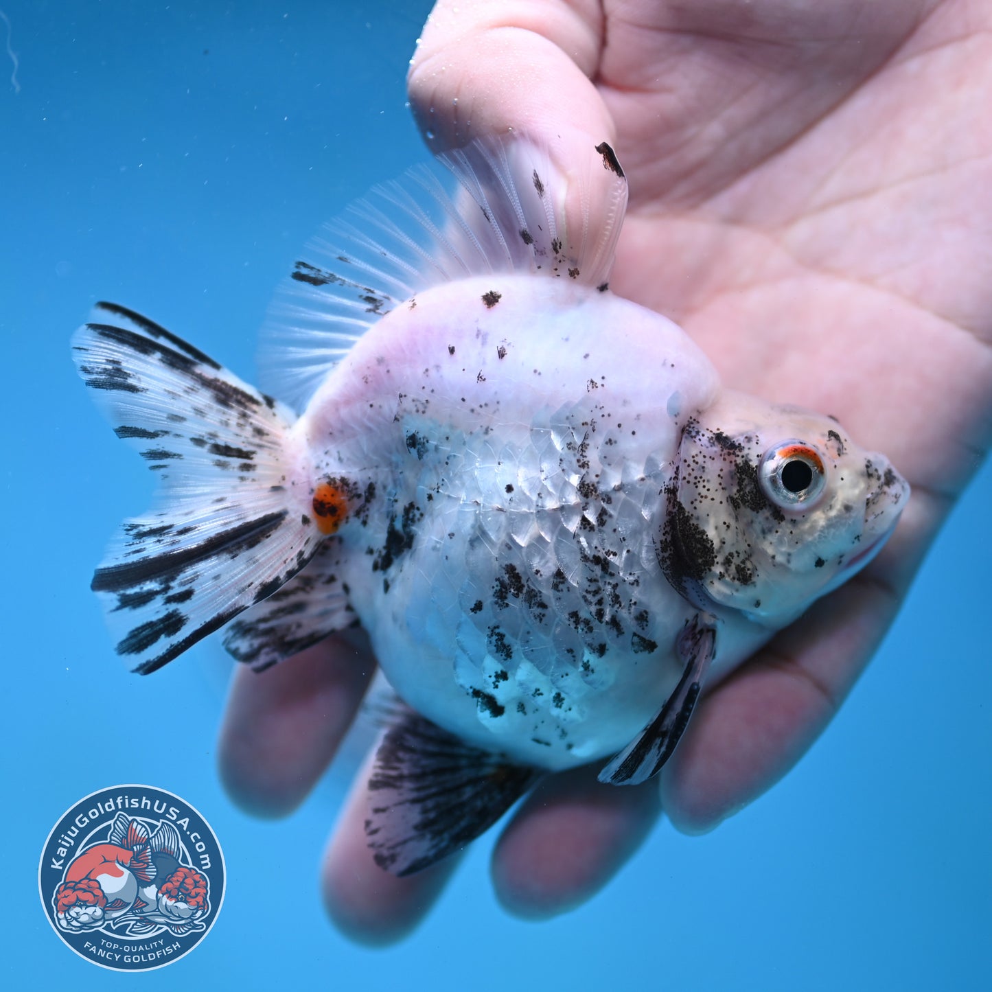 White Tiger Ryukin 3.5 inch Body (260123_RY06)