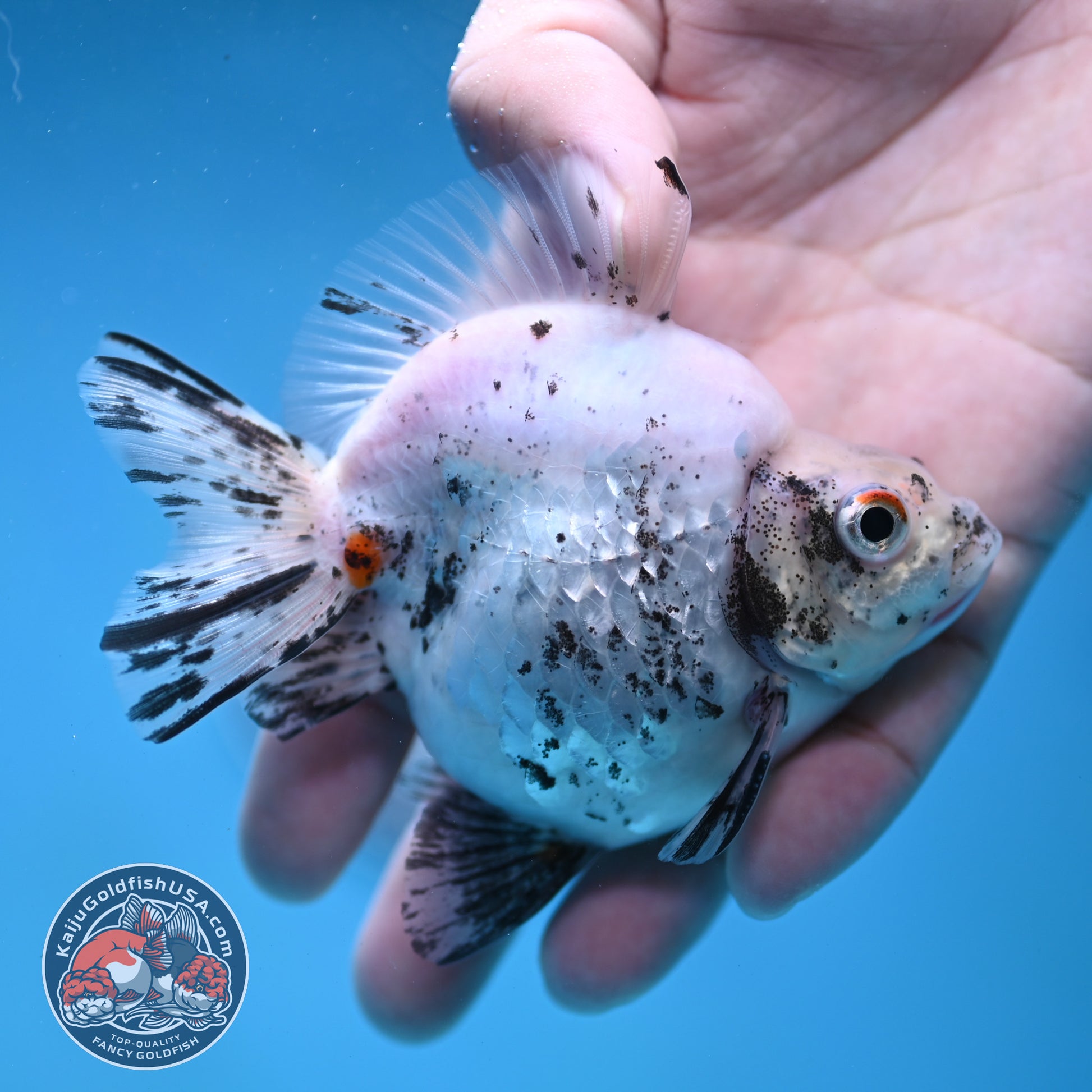 White Tiger Ryukin 3.5 inch Body (260123_RY06)