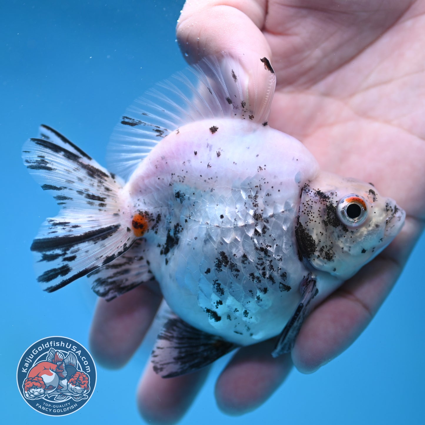 White Tiger Ryukin 3.5 inch Body (260123_RY06)