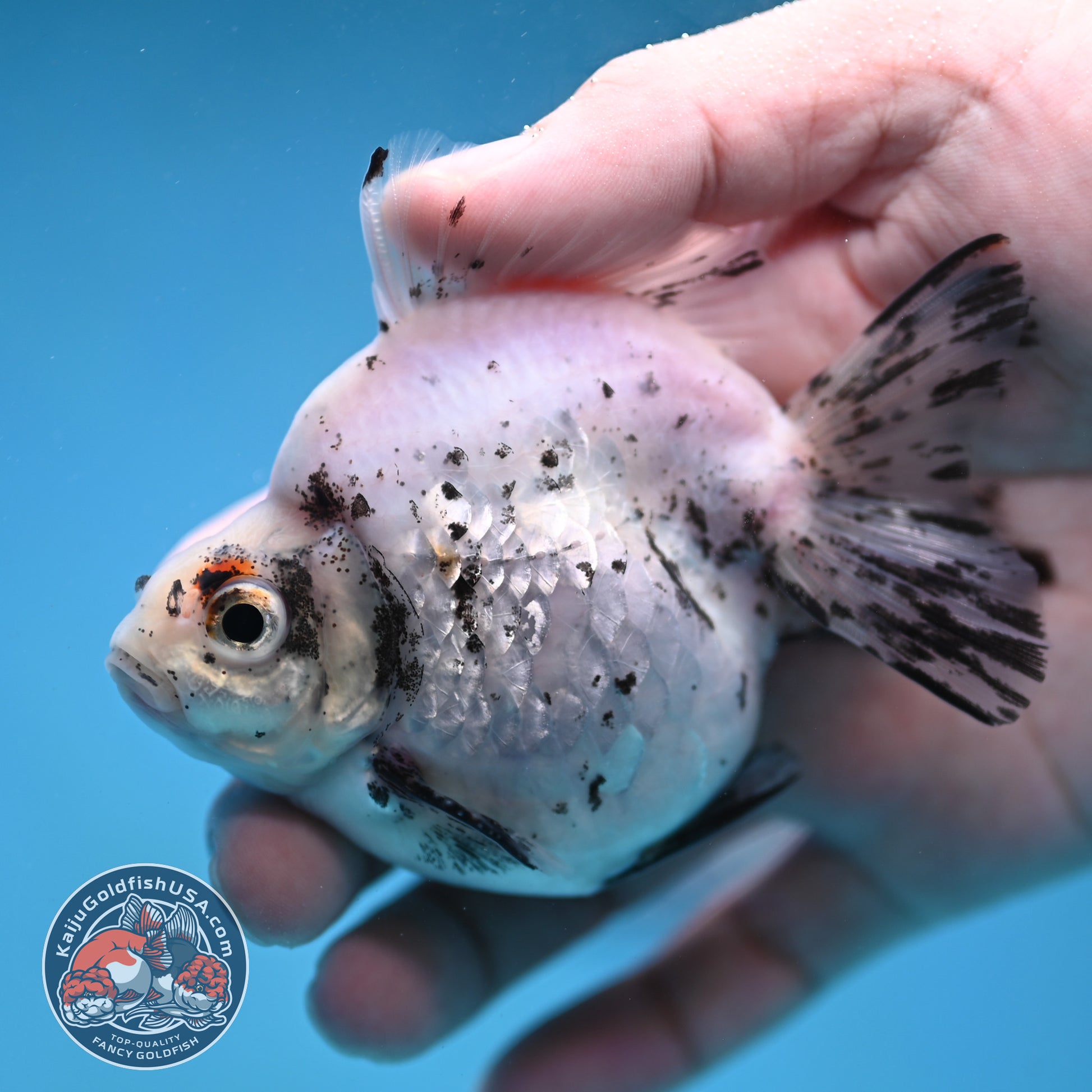 White Tiger Ryukin 3.5 inch Body (260123_RY06)