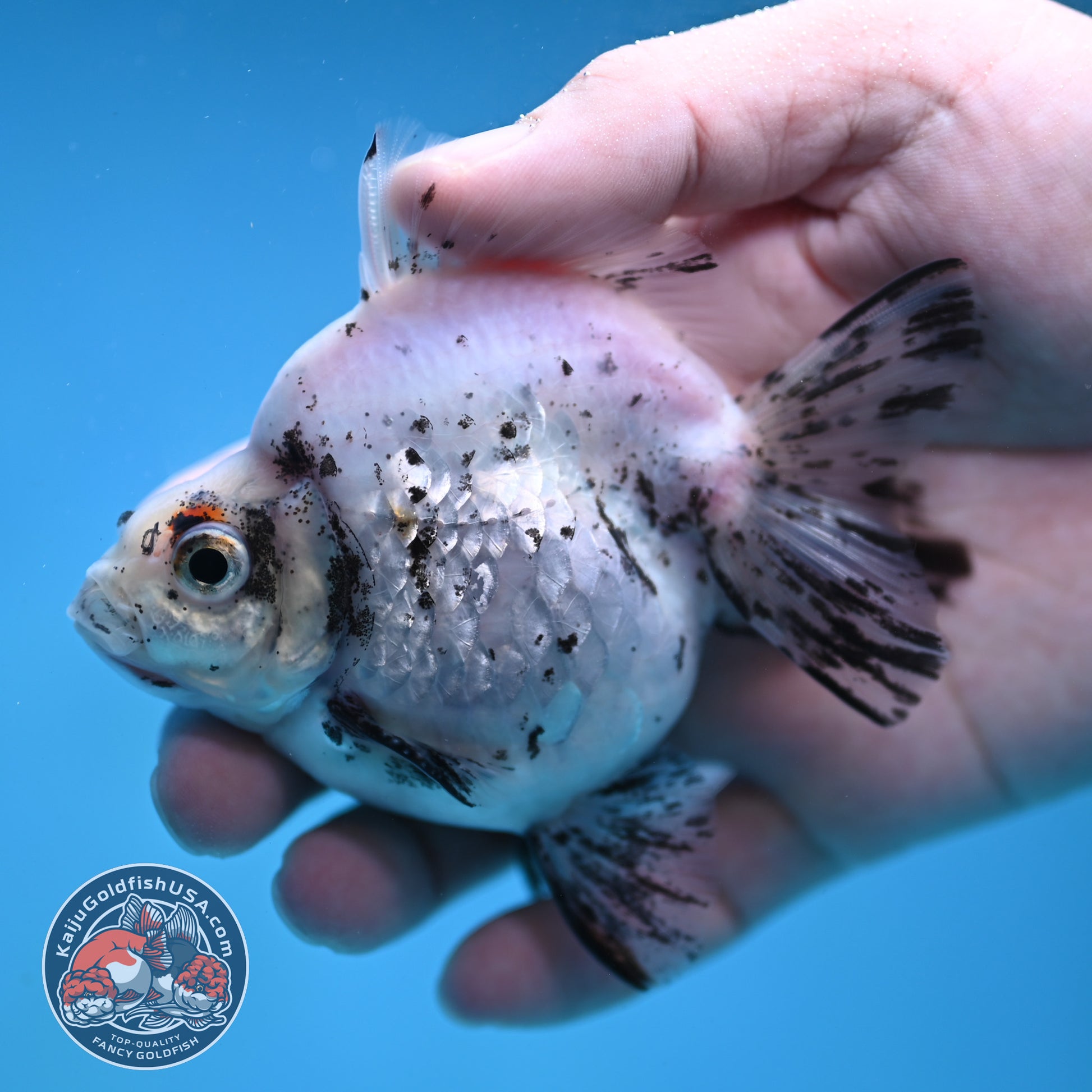 White Tiger Ryukin 3.5 inch Body (260123_RY06)