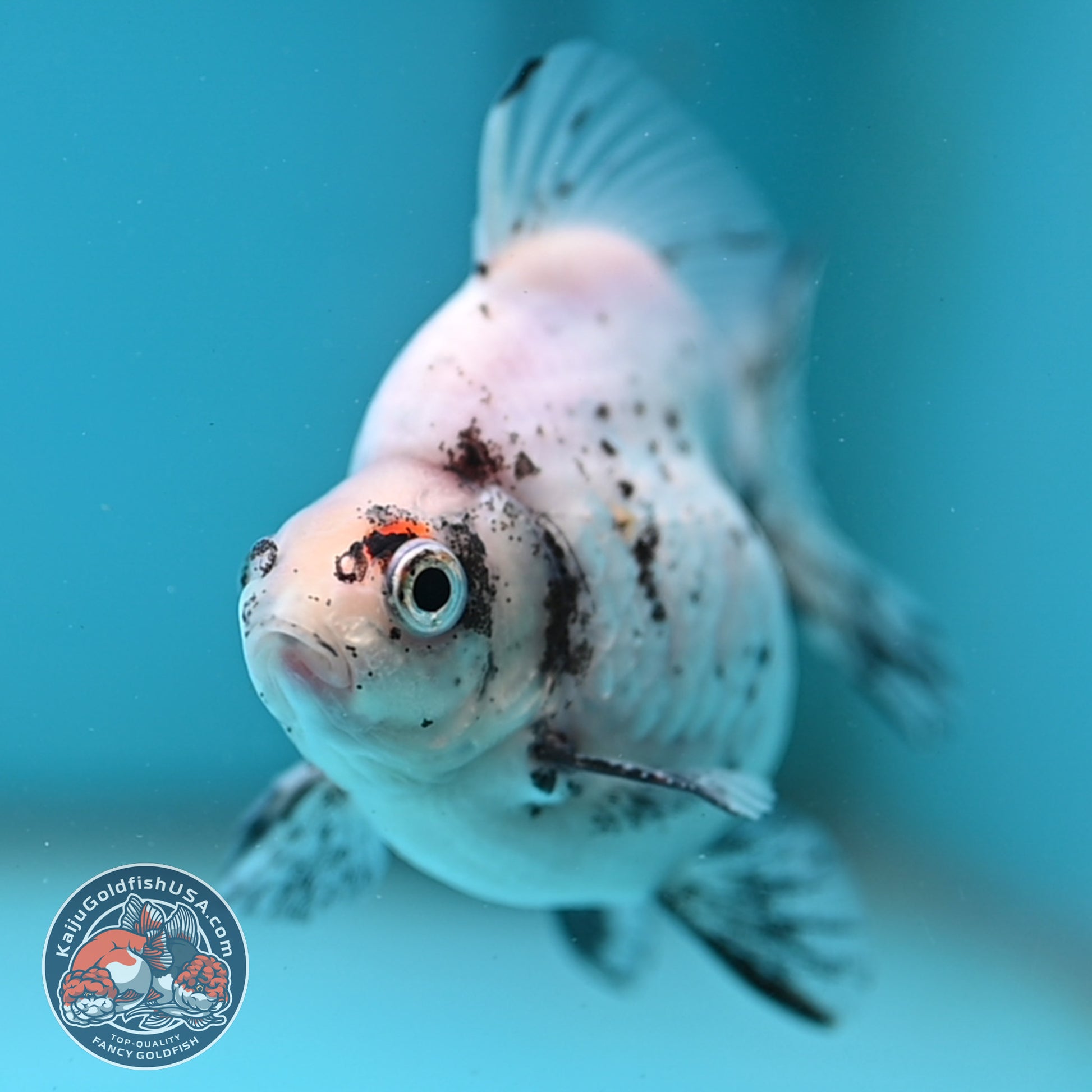 White Tiger Ryukin 3.5 inch Body (260123_RY06)