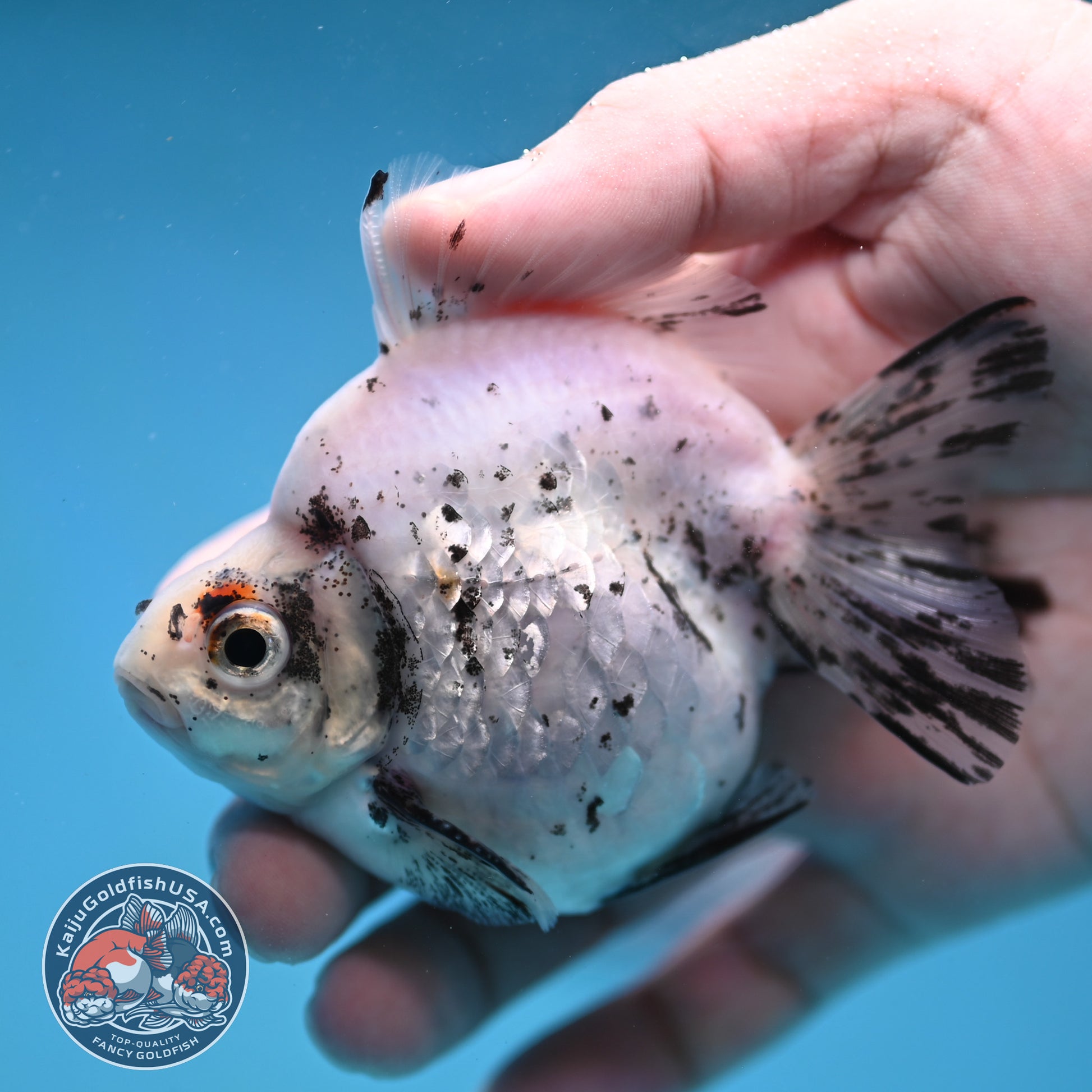 White Tiger Ryukin 3.5 inch Body (260123_RY06)