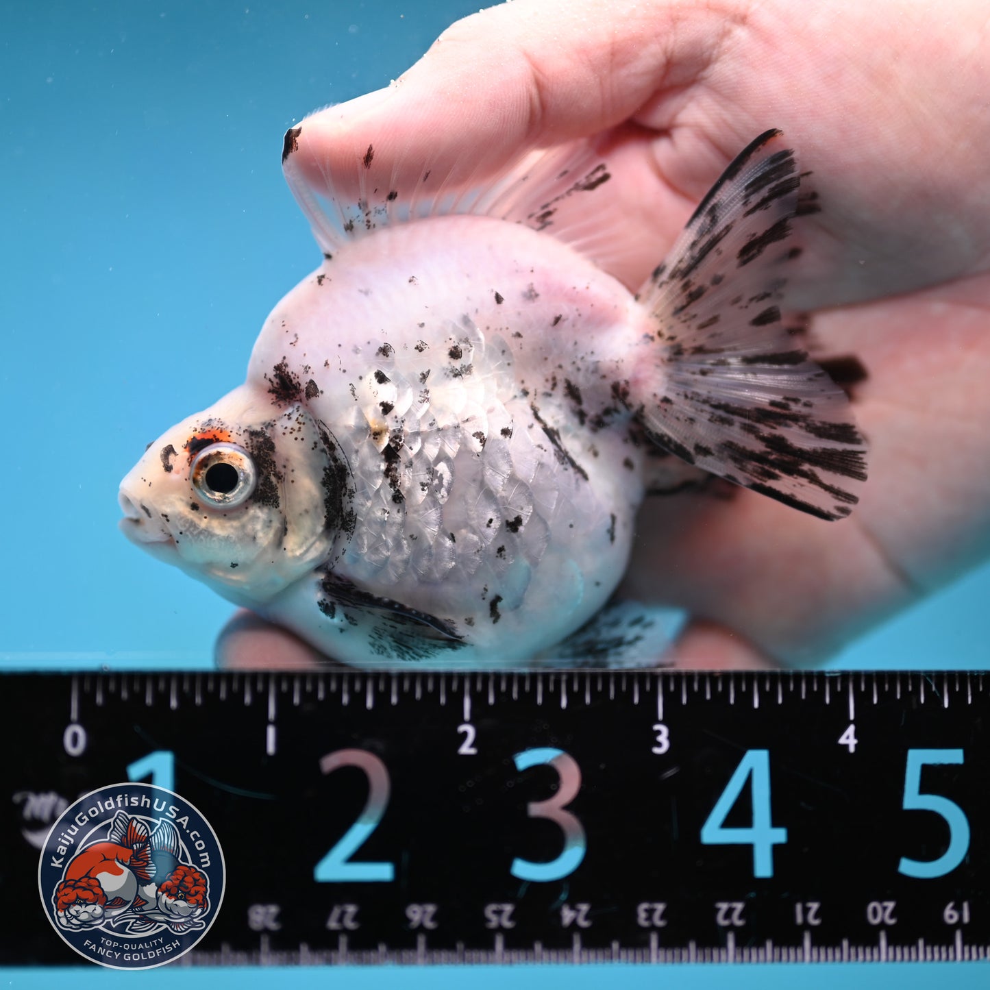 White Tiger Ryukin 3.5 inch Body (260123_RY06)