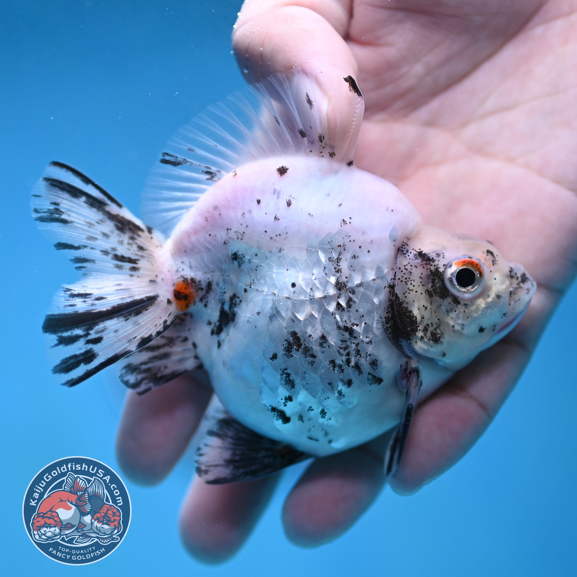 White Tiger Ryukin 3.5 inch Body (260123_RY06)