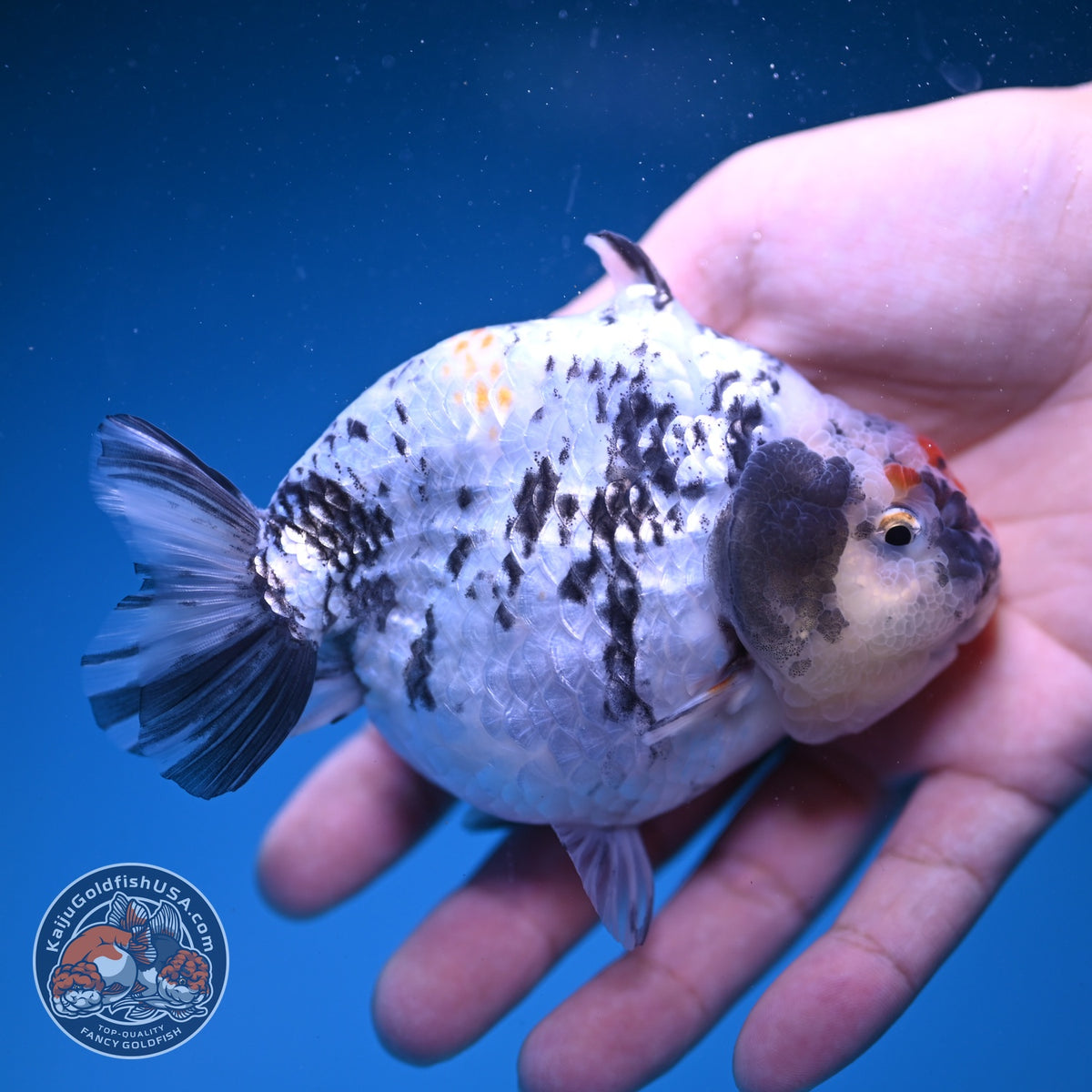White Tiger Shark Ranchu 4 inch Body (261023_RC02)