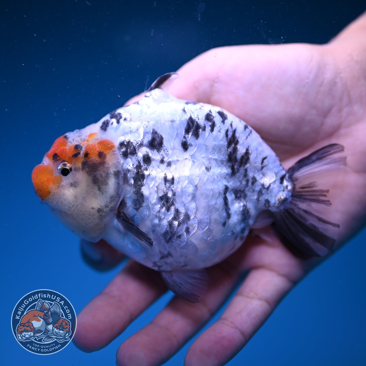 White Tiger Shark Ranchu 4 inch Body (261023_RC02)