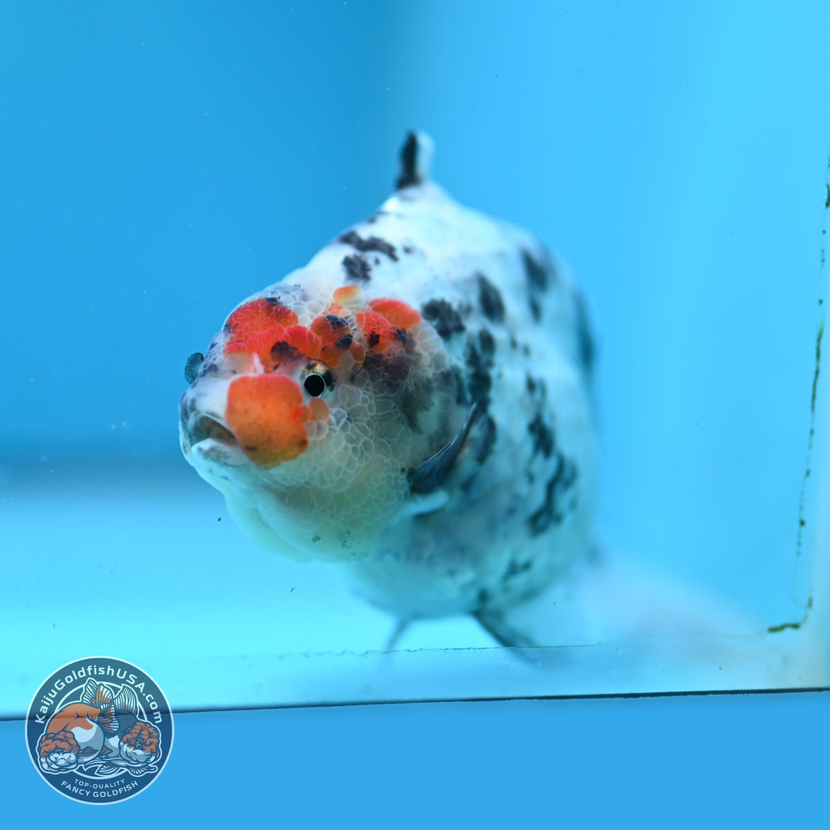 White Tiger Shark Ranchu 4 inch Body (261023_RC02)