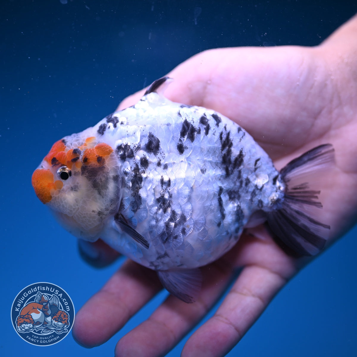 White Tiger Shark Ranchu 4 inch Body (261023_RC02)