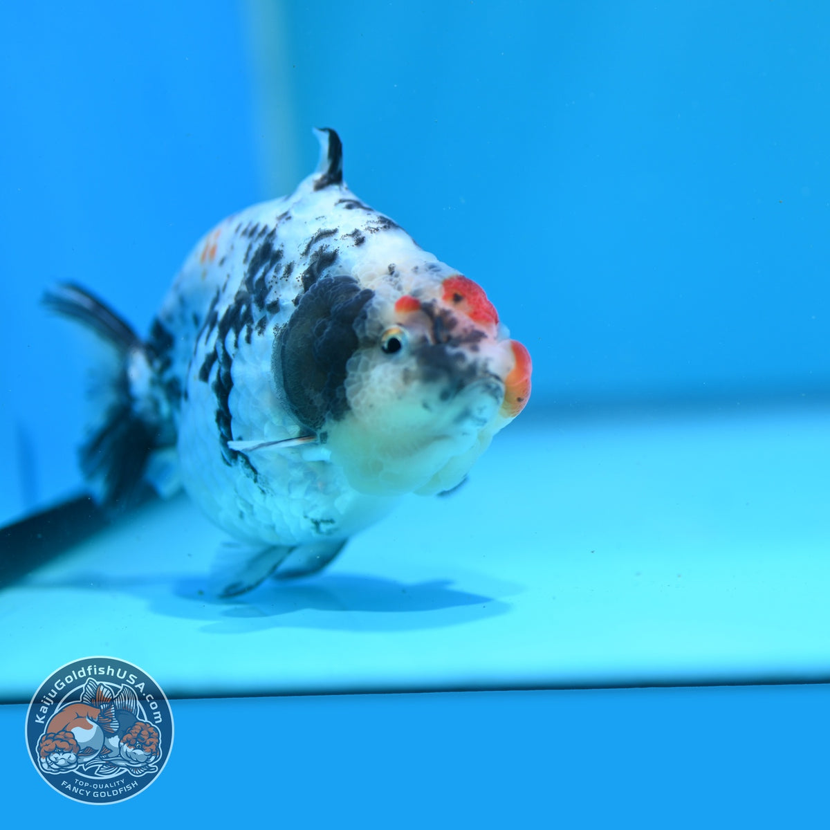 White Tiger Shark Ranchu 4 inch Body (261023_RC02)