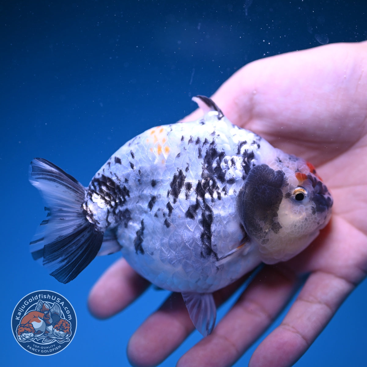 White Tiger Shark Ranchu 4 inch Body (261023_RC02)