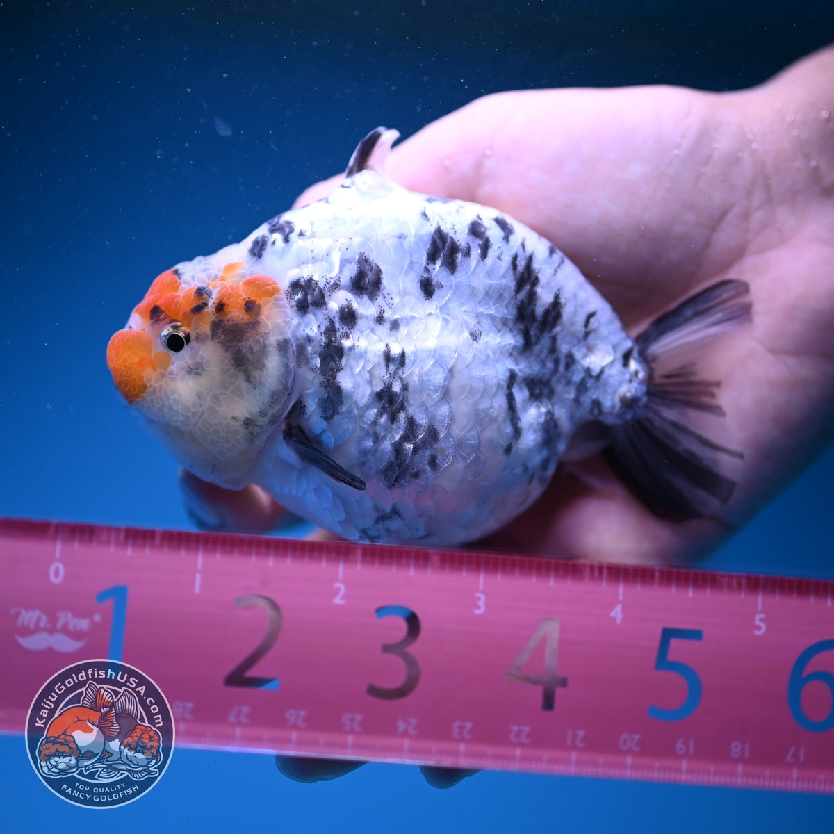 White Tiger Shark Ranchu 4 inch Body (261023_RC02)