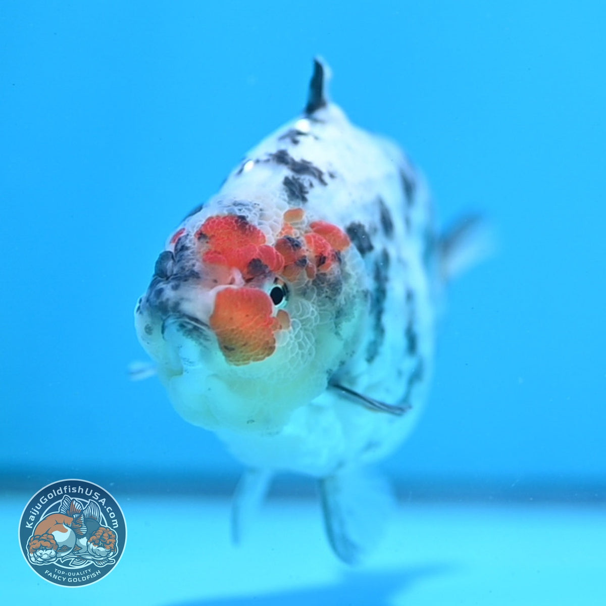 White Tiger Shark Ranchu 4 inch Body (261023_RC02)