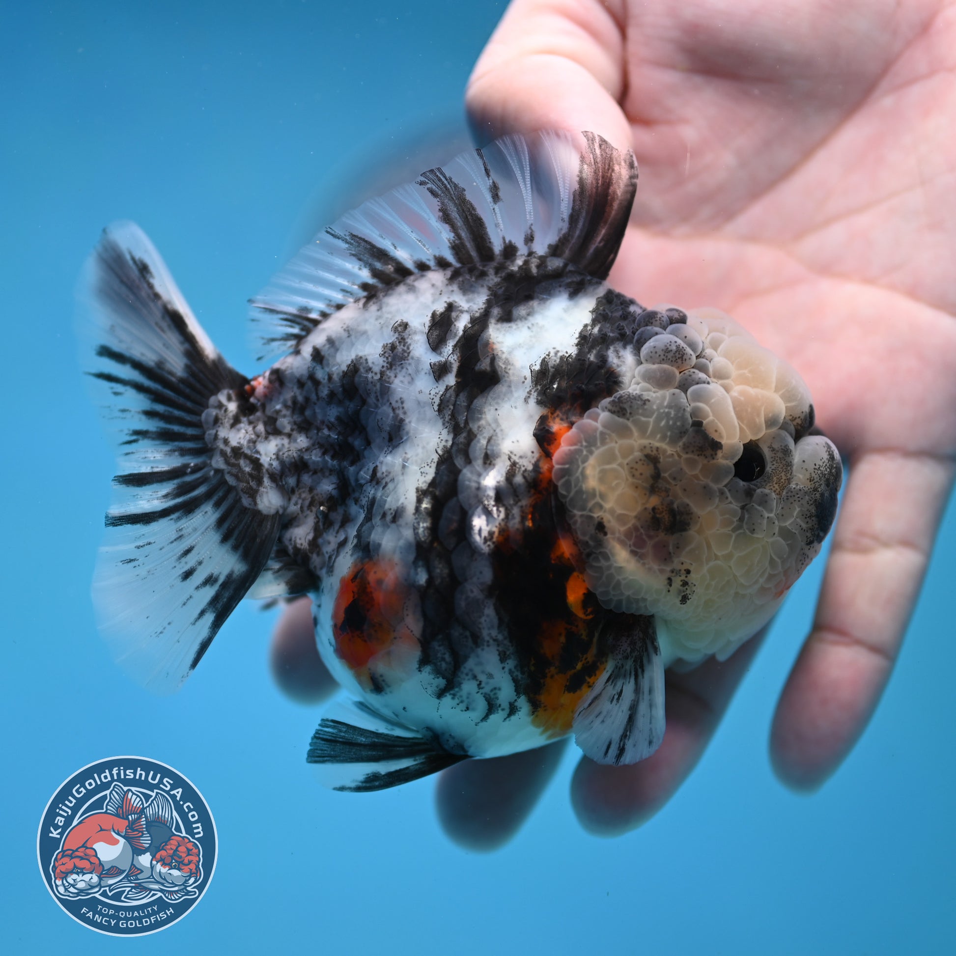 White Tiger Short Tail Oranda 3.5 inch Body (260227_OR10)