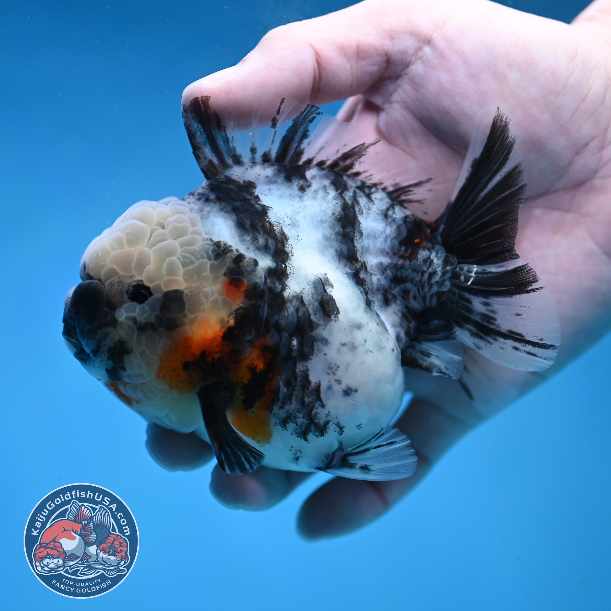 White Tiger Short Tail Oranda 3.5 inch Body (260227_OR10)